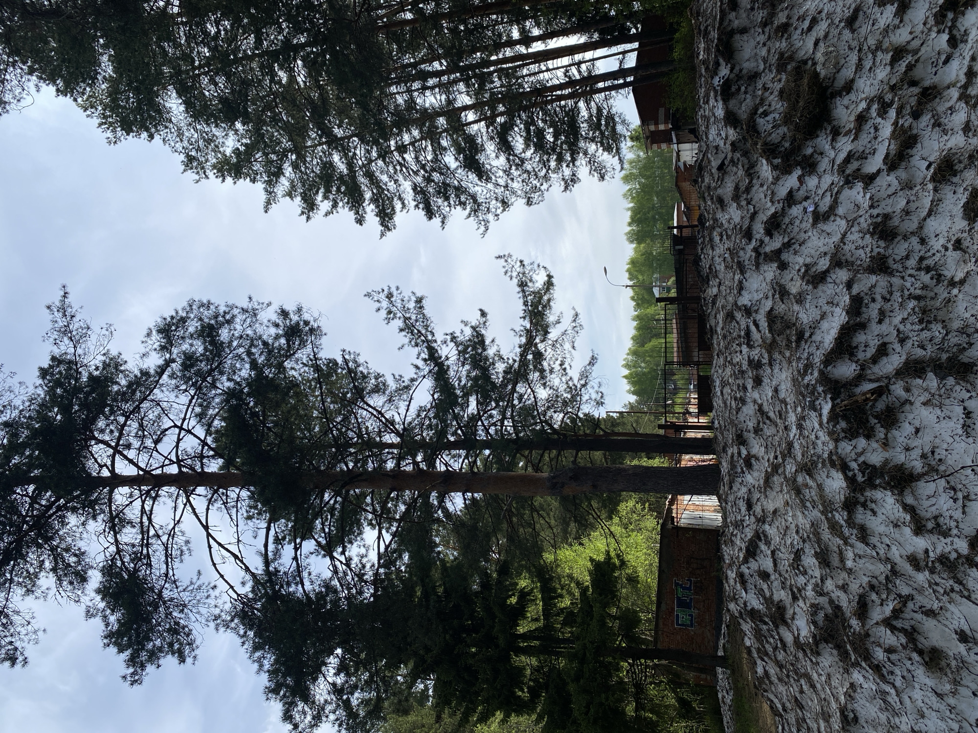 The image shows a view in Votkinsk, Russia, looking up through tall pine trees toward a partially cloudy sky. A large snowdrift is visible on the right side of the frame. In the background, a fence, street lights, and buildings can be seen. A red brick building is visible amidst the trees. The image is taken from a low angle, emphasizing the height of the trees.