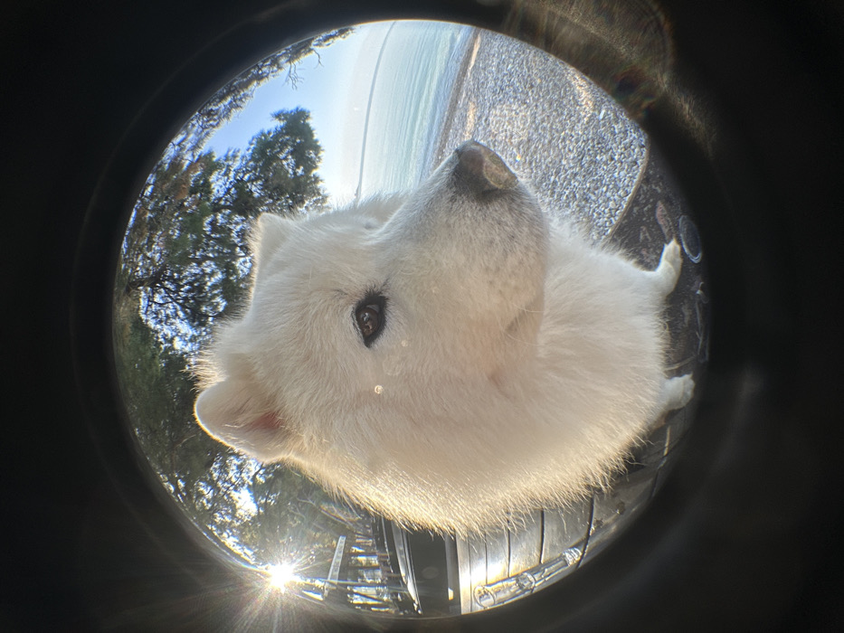 A white Samoyed-type dog is captured in a close-up, fisheye lens photograph, taken outdoors in Bar, Montenegro. The dog, positioned centrally, is viewed from the chest up, facing right with its dark right eye clearly visible. Its thick white fur is illuminated by bright sunlight originating from the upper-left, causing a prominent starburst lens flare. To the dog's left, a wooden structure, likely a pier or dock, is partially visible, with hints of docked boats. To the right, a calm body of water extends to the horizon under a blue sky, bordered by a pebbled shoreline in the foreground. Green tree foliage is visible in the upper background. The image is framed by the dark, circular edges typical of a fisheye lens.