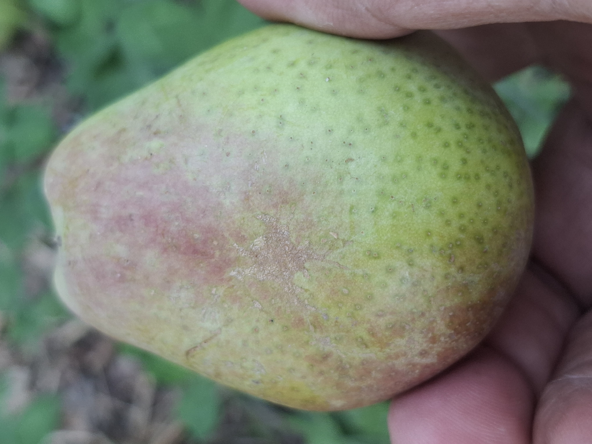 A close-up, eye-level shot shows a hand holding a pear outdoors. The pear is mostly green with patches of red and brown. It has small, dark speckles on its surface. The background is blurred, with hints of green foliage and brown leaves, suggesting a garden or natural setting. The image is undated and its location in Almaty, Kazakhstan cannot be determined from the visual information provided.