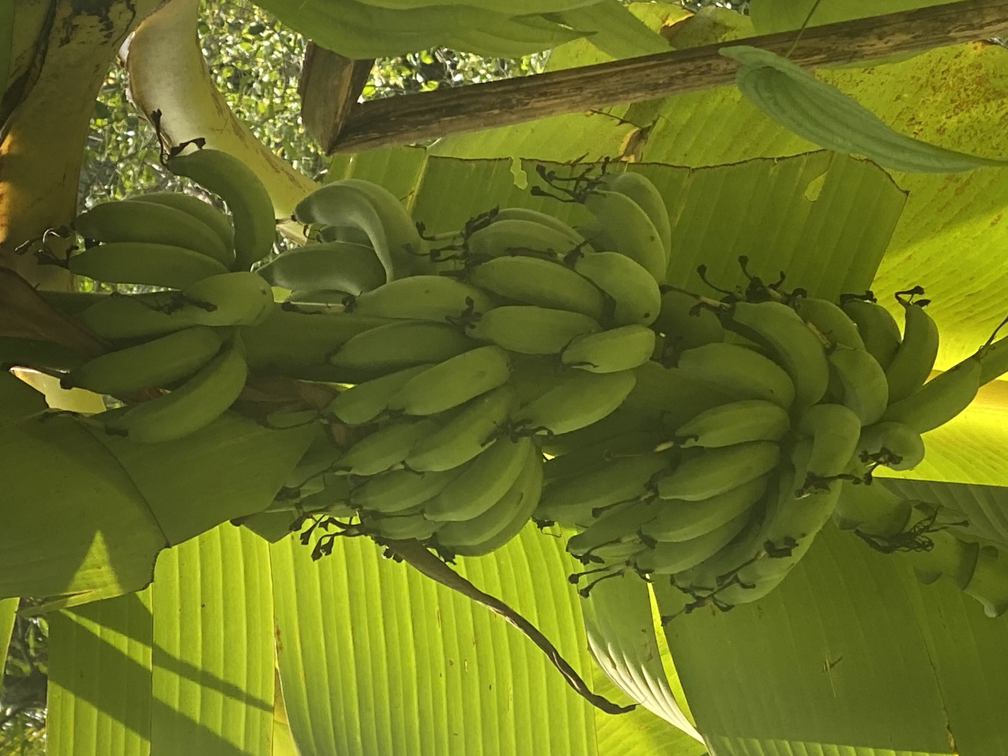 The image shows a cluster of unripe green bananas hanging from a banana tree in Baan Don Sai, Thailand. The bananas are arranged in several tiers, with a large green leaf serving as the background. The scene appears to be illuminated by sunlight.