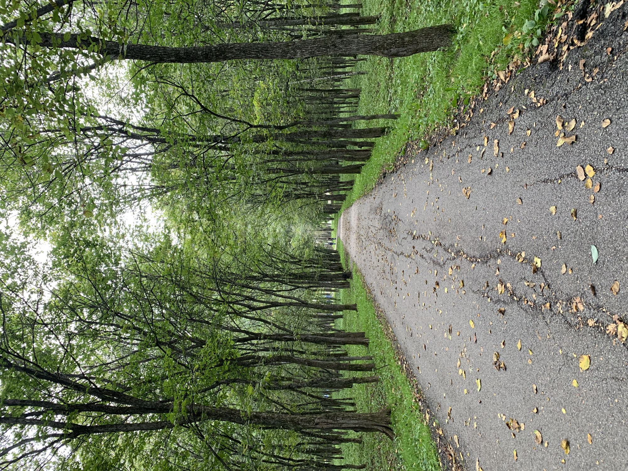 The image depicts a park pathway lined with mature trees, creating a canopy overhead. The pathway, made of asphalt, is partially covered with fallen leaves, indicating an autumn or late summer season. The ground beside the path is covered in lush green grass and undergrowth. In the distance, a few figures can be seen walking along the path, suggesting a public park. The lighting suggests an overcast day. The scene is consistent with the appearance of Central Park in Prokopyevsk, Russia, a popular public space known for its wooded areas and walking paths.