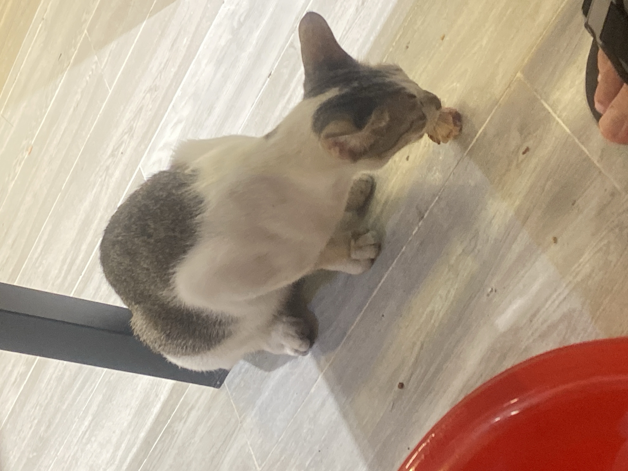 The image depicts a domestic cat, likely of mixed breed, with patches of gray and white fur, actively consuming a piece of food on a light-colored tiled floor. The cat is positioned on its front paws, with its head lowered towards the food. The background includes the leg of a dark metal table and a portion of a red circular object, possibly a bowl or dish, in the foreground on the left. The lighting suggests an indoor environment, possibly a home or a food establishment, given the presence of a cat and food. The floor tiles are arranged in a linear pattern. The image lacks any specific geographical markers that would definitively place it within Nha Trang Ward, Vietnam, beyond the stated context.