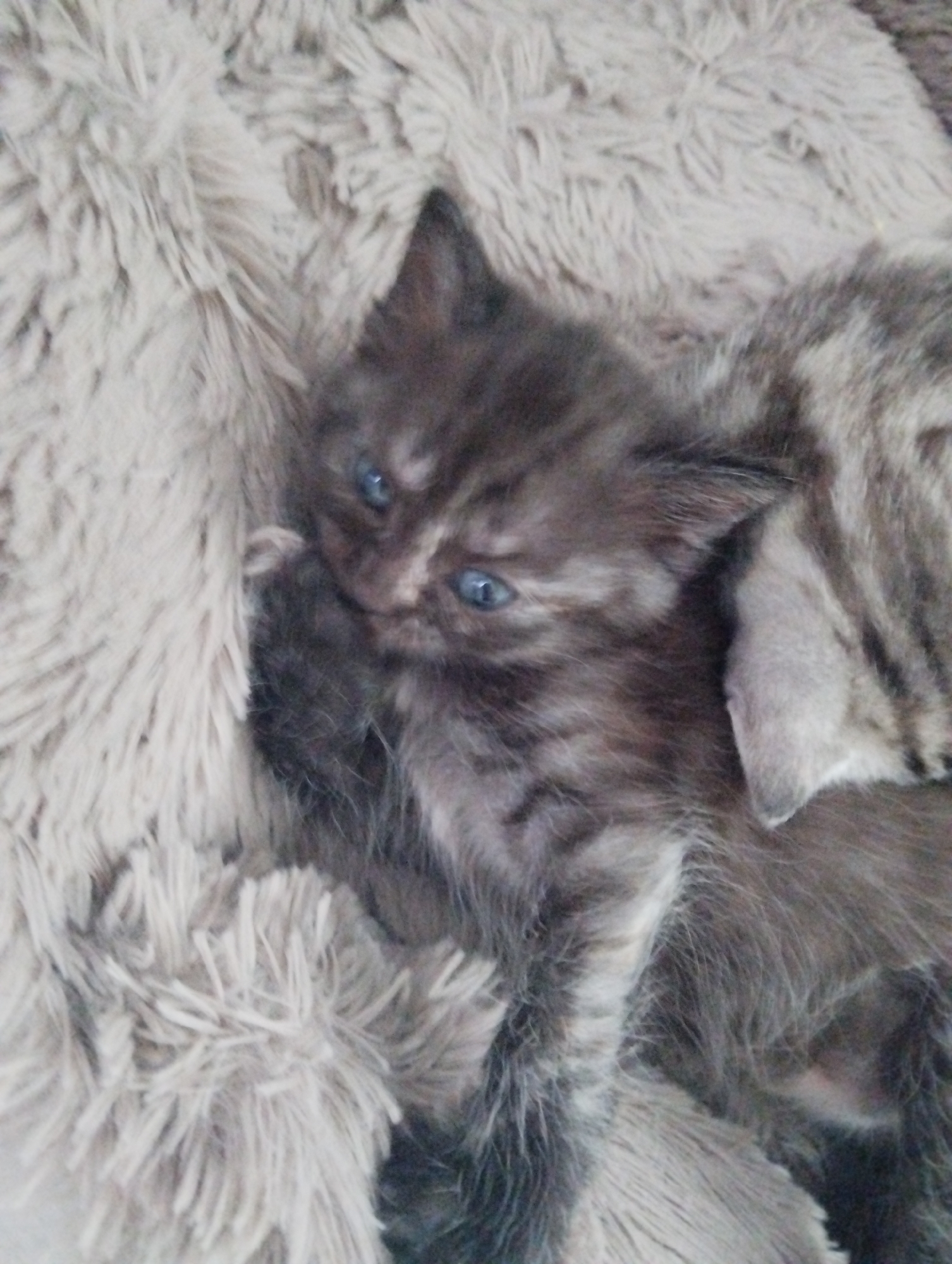 A kitten with dark gray fur, marked with lighter stripes and blue eyes, is lying on a beige, textured blanket. Part of another similar kitten can be seen in the upper right of the image.
There is no information suggesting that this image was taken in Krasnogorskoye, Russia.