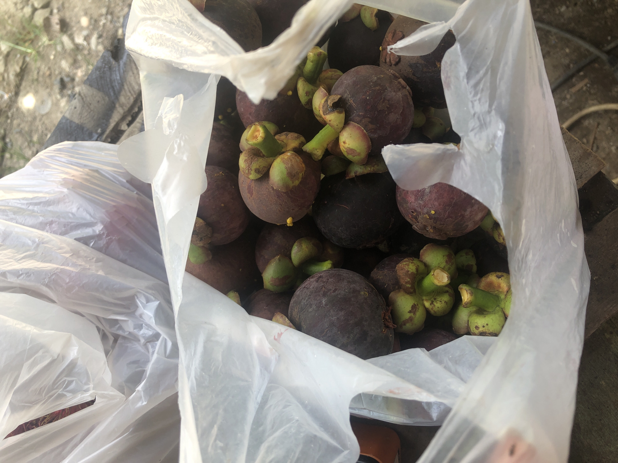 The image shows a close-up view of a white plastic bag filled with mangosteens. The mangosteens are dark purple with green stems and calyces. Some of the mangosteens are partially obscured by the plastic bag. The bag appears to be sitting on a surface that is out of focus, but it looks like a wooden table or ground. The lighting suggests it is daytime, possibly outdoors, with some natural light illuminating the scene. The background is blurry but appears to be a natural environment with some vegetation. There are no people visible in the image, and no actions or interactions are taking place. The focus is entirely on the mangosteens within the bag.