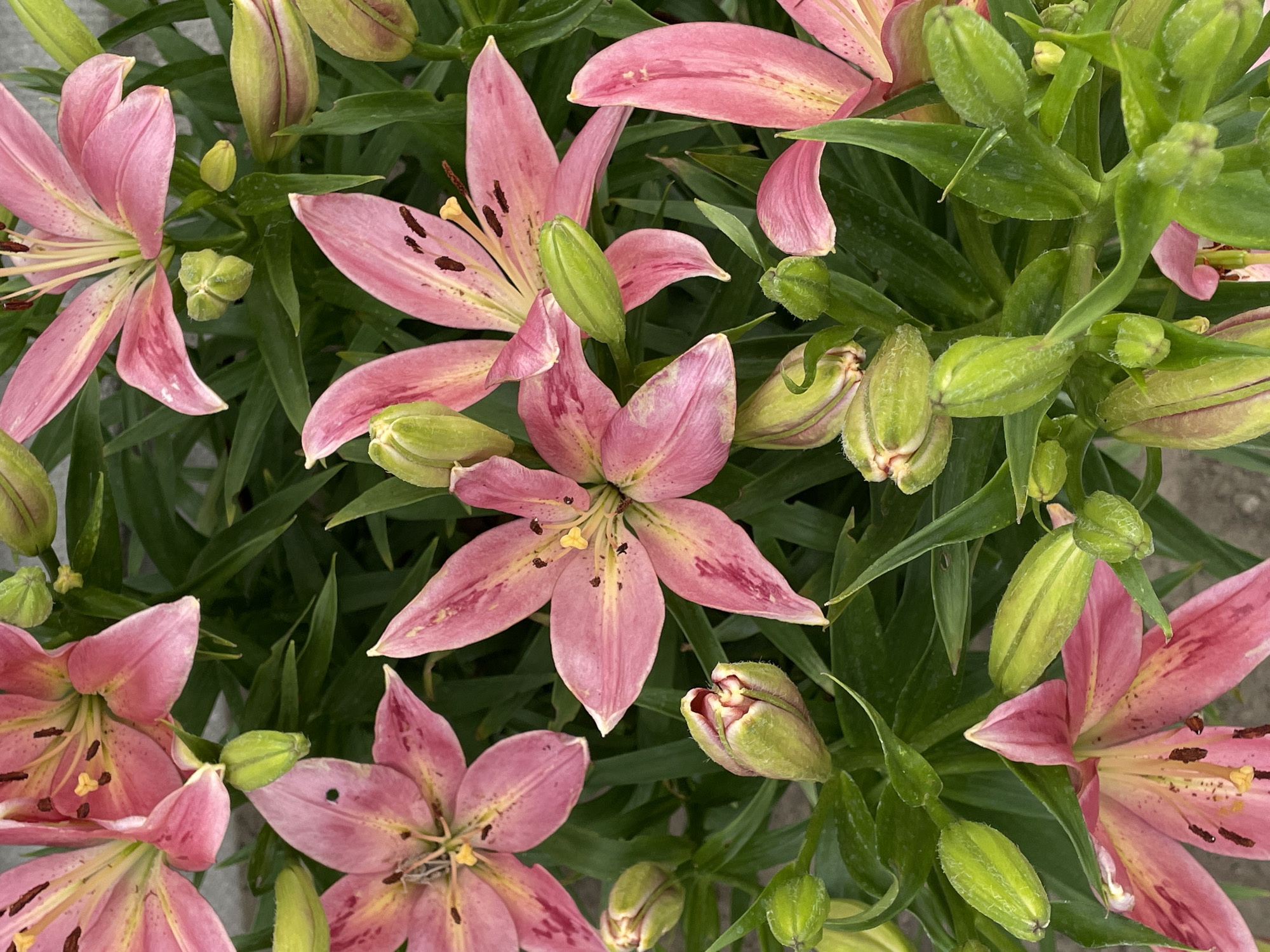 This is a close-up, top-down view of several pink lilies and their buds, interspersed with lush green leaves. The lilies display delicate pink petals with darker pink speckles and yellow centers. Some of the lilies are fully bloomed, while others are in various stages of bud development, with plump, green, pointed buds. The background is a soft blur of green foliage. The scene is a garden setting.