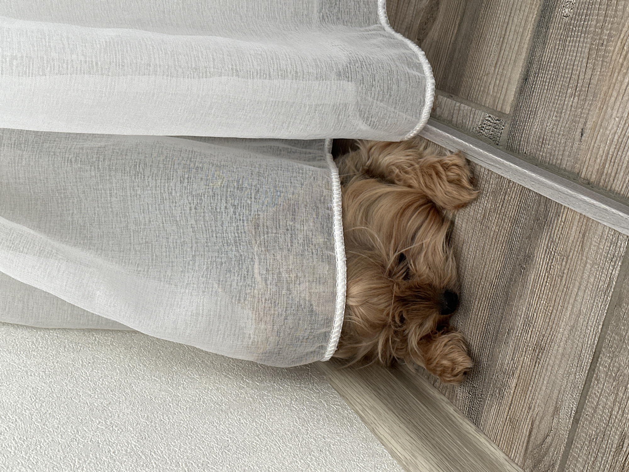 A small, tan-colored dog with long fur is partially concealed under a white, semi-transparent curtain. The dog's head is visible, resting on a light gray, wood-patterned floor. The curtain is trimmed with a white, corded edge. The floor is likely inside a domestic building. The image does not contain enough information to confirm the location in Sochi, Russia.
