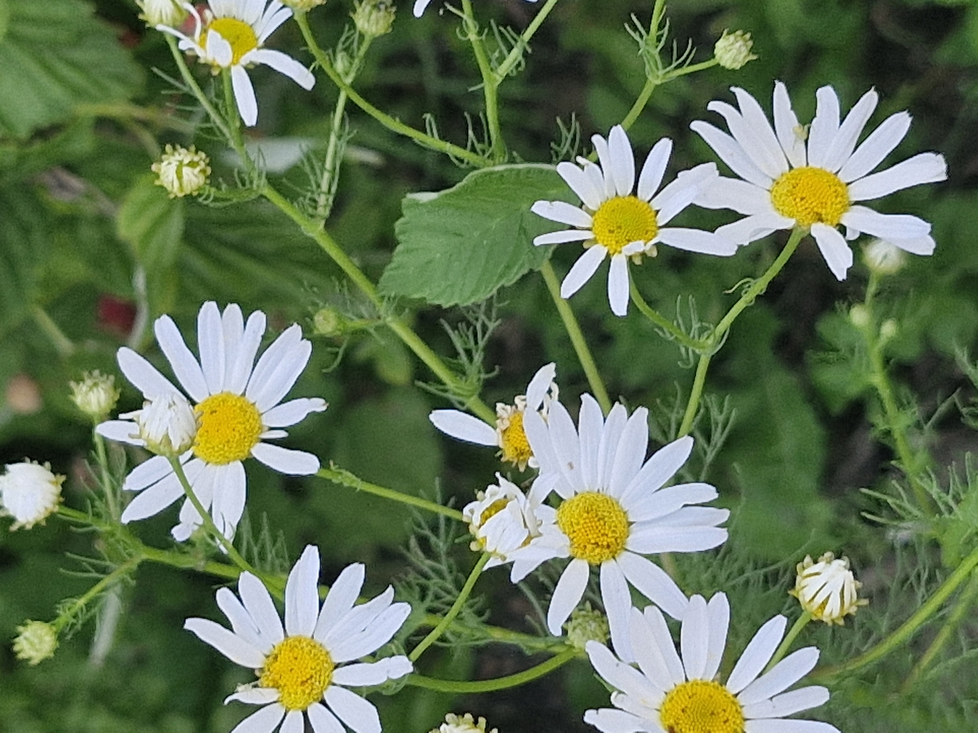 This media file features a close-up, eye-level view of several chamomile flowers in bloom, set against a blurred green background of foliage. The flowers are the primary subjects, with their white petals and bright yellow centers being sharply in focus. Some of the flowers are in full bloom, while others are still buds, indicating a stage of growth and the ongoing season. Delicate green stems and feathery leaves are visible, connecting the flowers and adding to the natural, botanical composition.
The scene appears to be outdoors, likely in a garden or a natural meadow. The lighting suggests it could be daytime, with soft illumination that highlights the textures of the petals. There are no people or animals visible in the frame, and no text is present. The overall impression is one of natural beauty and tranquility, focusing on the simple elegance of the wildflowers. The location context provided, Қонысбай, Kazakhstan, suggests the flowers are native or commonly found in that region. The specific activity depicted is simply the state of the flowers in their natural environment.
