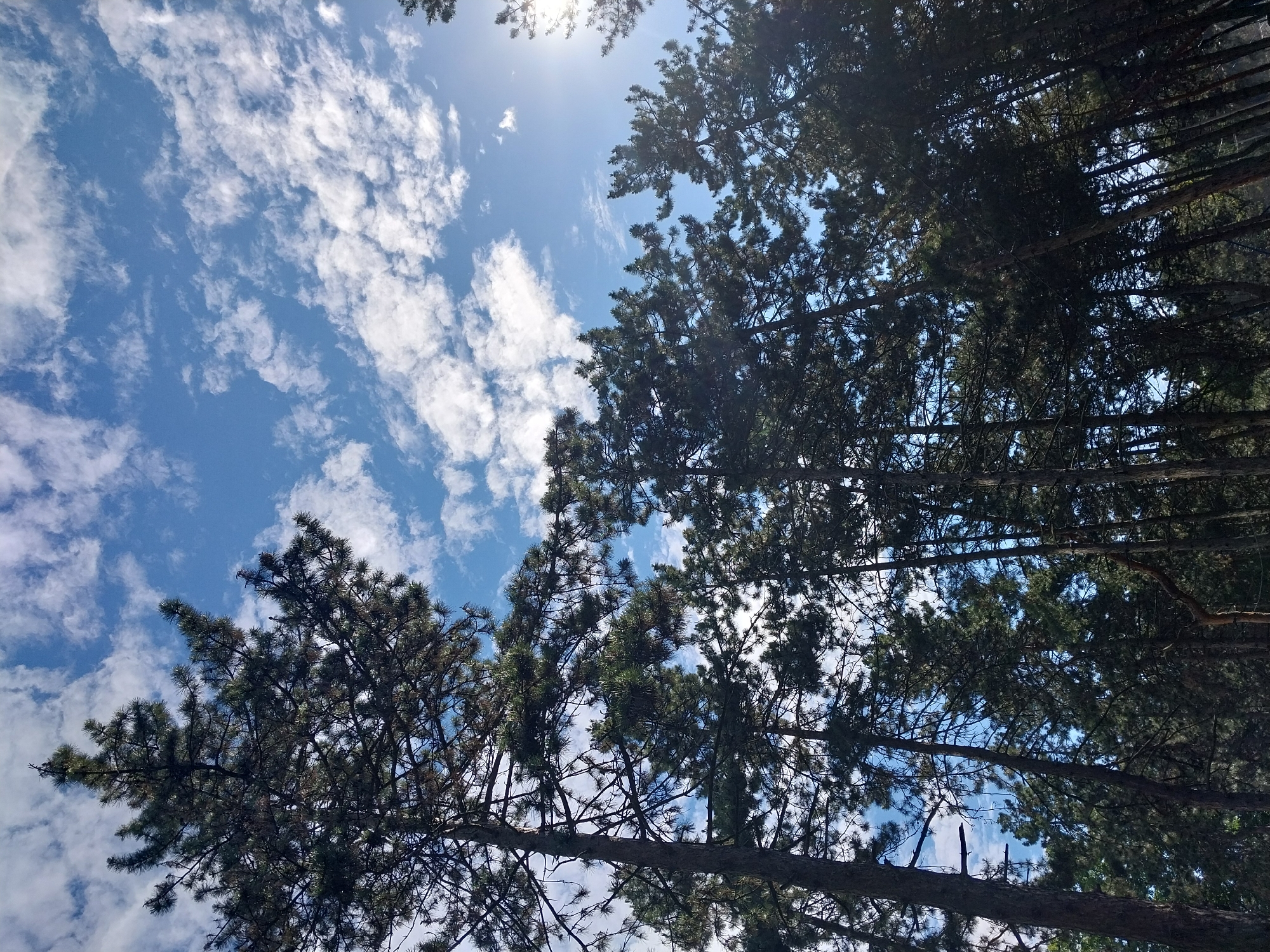 This is a low-angle, full shot of a forest canopy against a blue sky with scattered white clouds. The trees are predominantly tall pines, their dark green needles and rough brown bark creating a dense texture that fills the lower and mid-sections of the frame. Sunlight filters through the branches in places, creating bright highlights and casting shadows. The image appears to have been taken in a natural setting, likely a park or wooded area within the city of Dnipro, Ukraine, given the context of the prompt. No people are visible in the image. The environment is characterized by the natural elements of trees and sky.