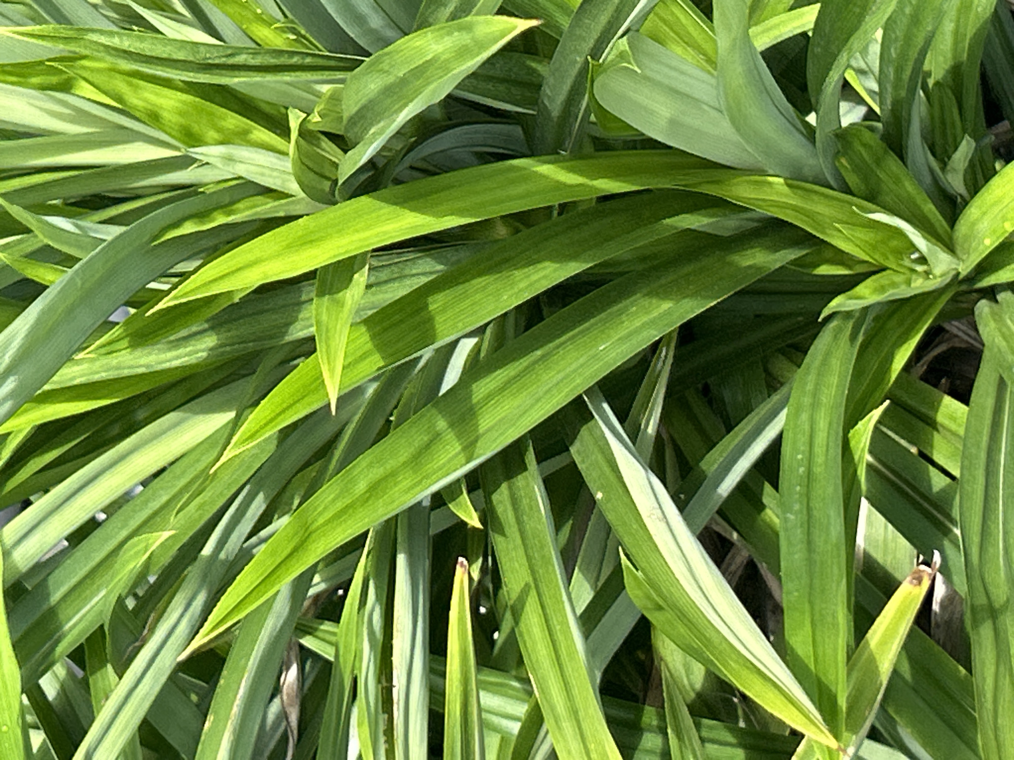 A close-up, overhead shot shows a dense cluster of vibrant green, sword-shaped leaves belonging to a plant, likely situated outdoors in a natural or garden setting. The leaves are long and slender, with some exhibiting lighter green stripes and a glossy sheen. Sunlight casts distinct shadows across the foliage, highlighting the texture and depth of the plant. The background is a blur of darker green, suggesting more leaves or shadows. The image appears to be taken in Wichit, Thailand, though no specific landmarks or identifying features of the city are visible. The scene is devoid of any human presence or activity.