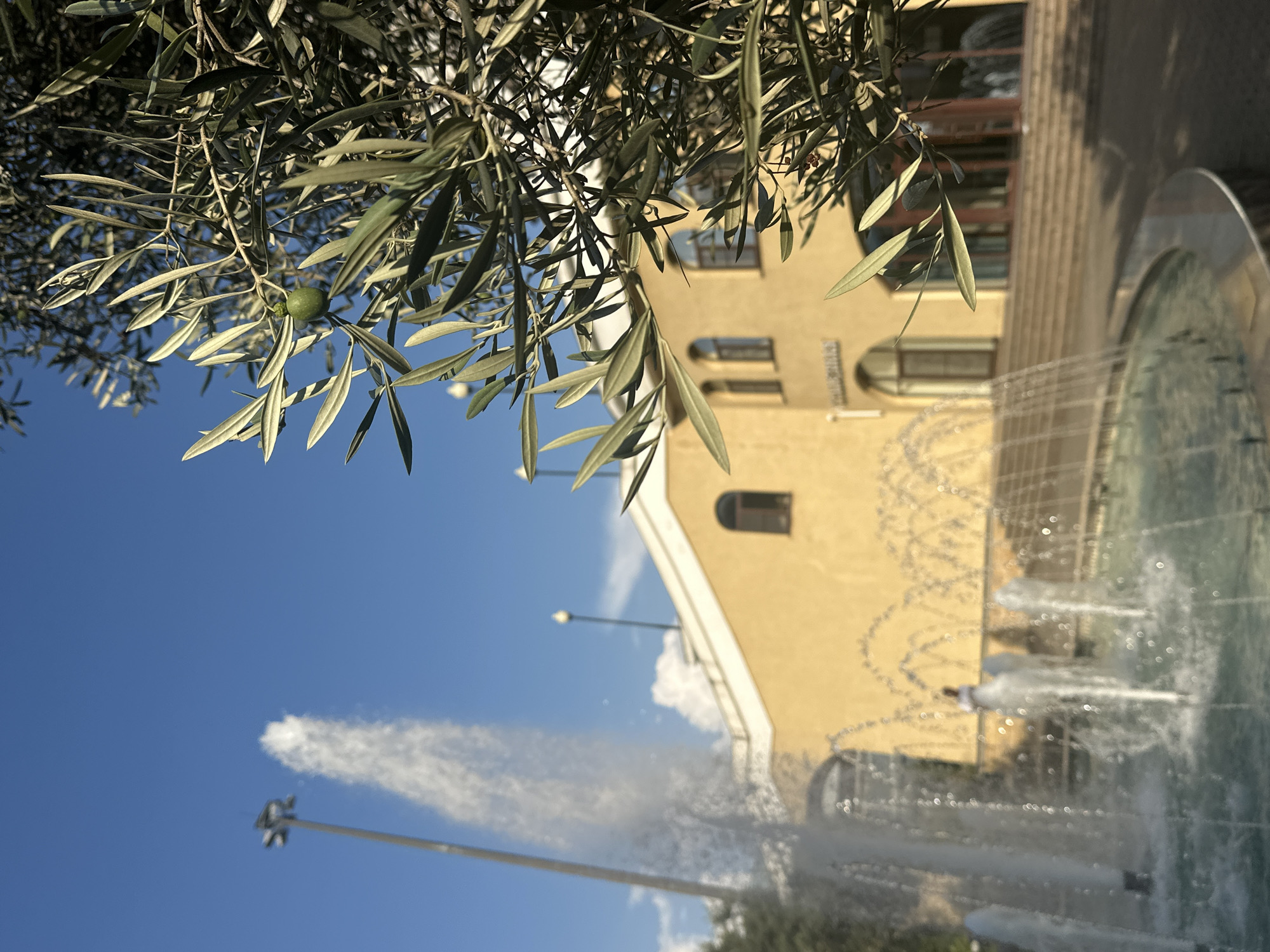 The image captures a sunny day in the city of Sirius, Russia, with a focus on an olive tree branch in the foreground against a backdrop of a building and a fountain. The olive branch, laden with green olives, is positioned to the right of the frame, its leaves and fruit sharply defined. In the mid-ground, a pale yellow building with arched windows and doorways is visible. The building has a light-colored cornice and appears to be a commercial or public establishment. In the left mid-ground, a fountain sprays water high into the air, with smaller jets of water creating a delicate curtain. A blurred figure, possibly a person, can be seen standing near the fountain, partially obscured by the water. The sky above is a clear, vibrant blue, indicating fair weather. The overall scene suggests a well-maintained public space with a touch of nature integrated into the urban environment.