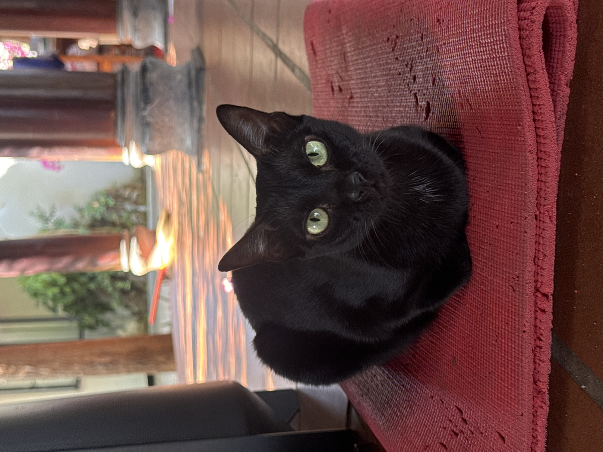 A black cat with green eyes sits atop a red fabric mat. The background, blurred, features elements of a building, possibly a temple or traditional structure. The overall setting appears to be in Mũi Né, Vietnam.