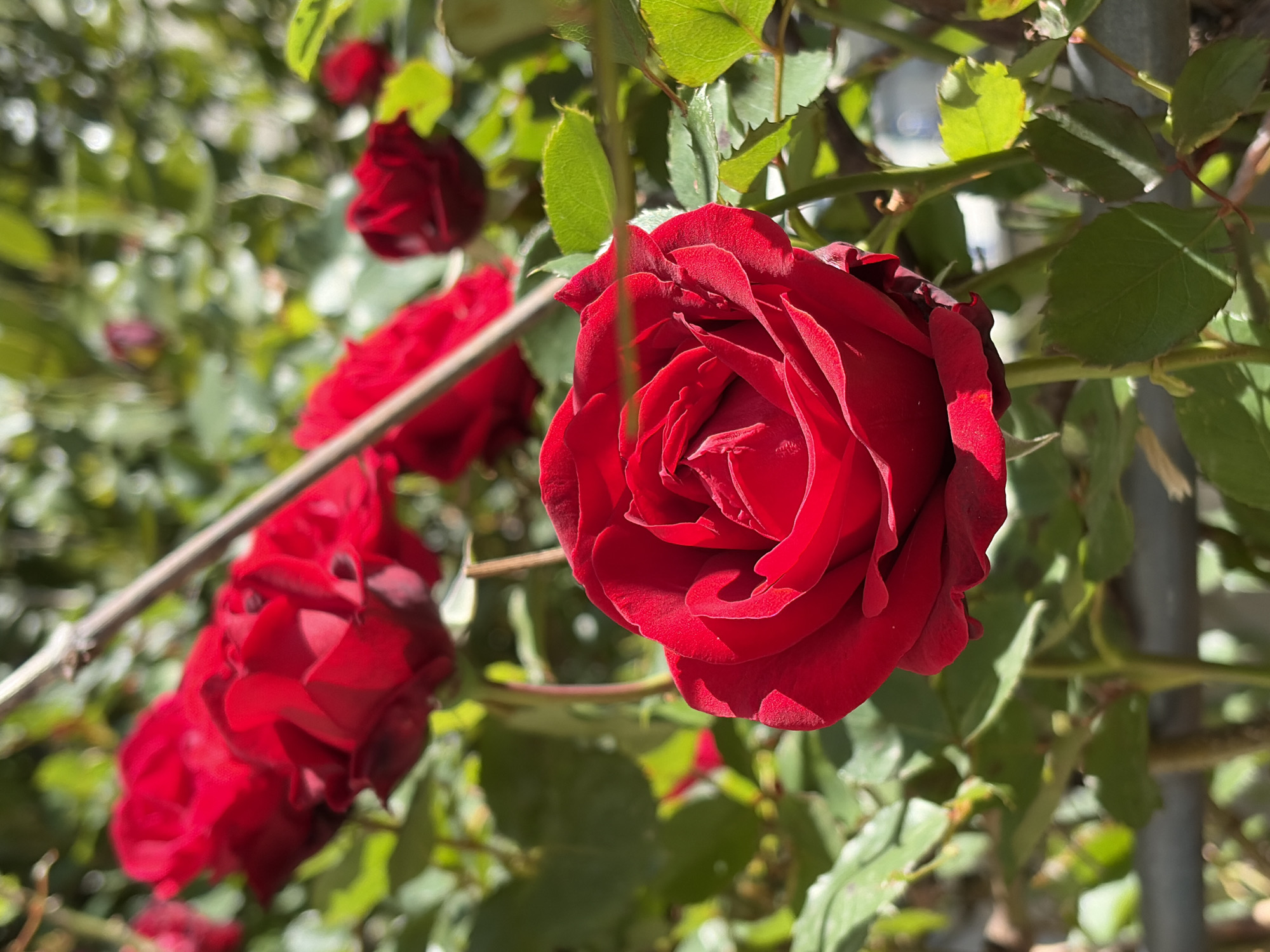 A close-up photograph shows several red roses in partial bloom, surrounded by green leaves and branches. The roses are of a deep, rich red color, with the petals tightly furled in the center and opening outwards. The leaves are a vibrant green, showing veins and textured surfaces, and some have thorns. The scene is brightly lit, suggesting it is daytime. Based on the image, the location within Budva, Montenegro, cannot be determined. There are no people visible in the image. The roses appear to be part of a bush or climbing plant. A metal fence-like structure is visible in the background.