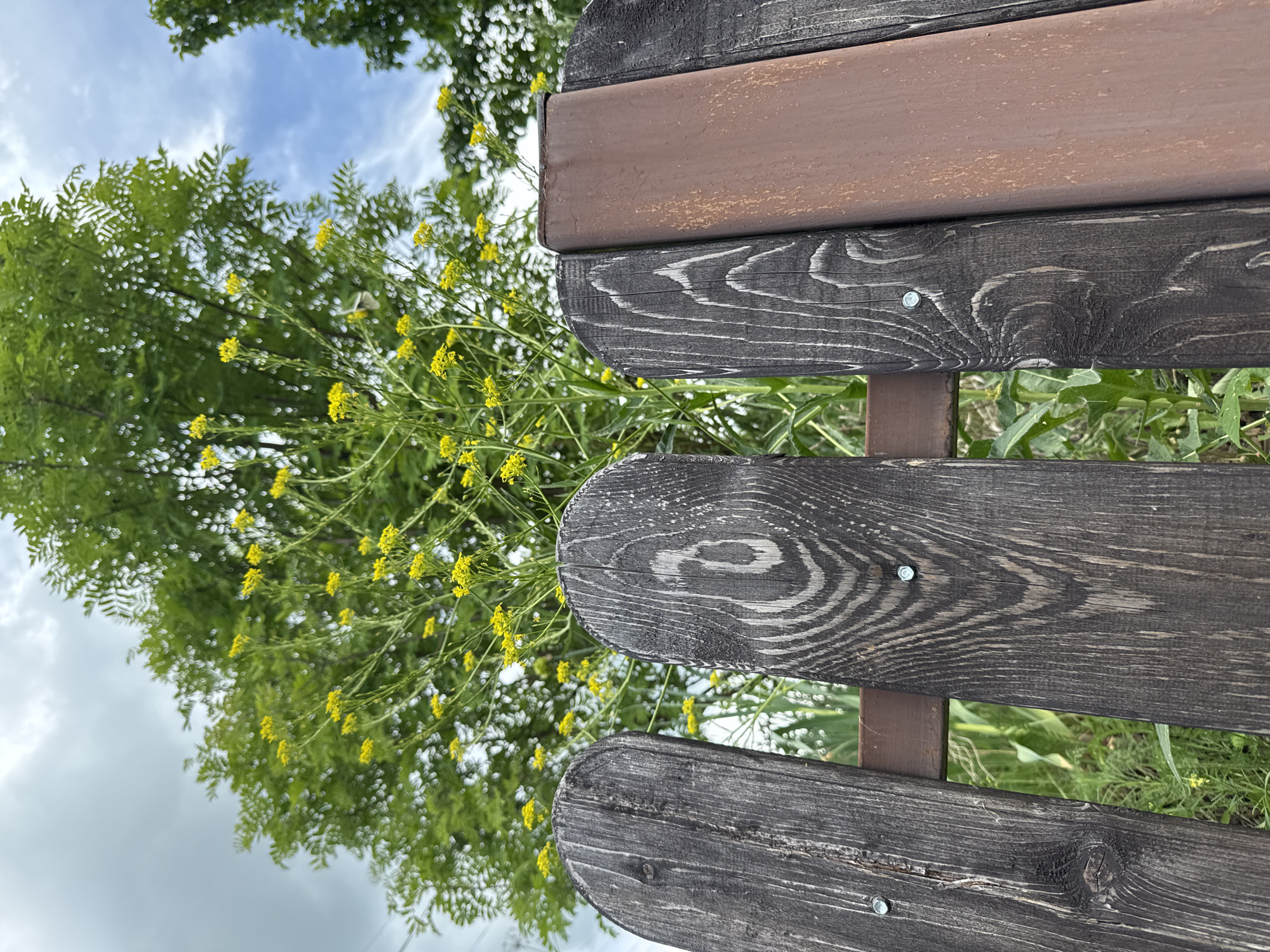 In the foreground, a weathered, dark wooden fence is visible, with visible wood grain and metal screws attaching the planks. One plank on the right appears to be a different material, possibly a rusty metal. Behind the fence, a green plant with small yellow flowers is in bloom. In the background, a large tree with lush green foliage and a blue sky with scattered clouds are visible. The scene appears to be an outdoor setting, possibly a garden or backyard in the city of Soloneshnoye, Russia. No people or animals are present in the image.