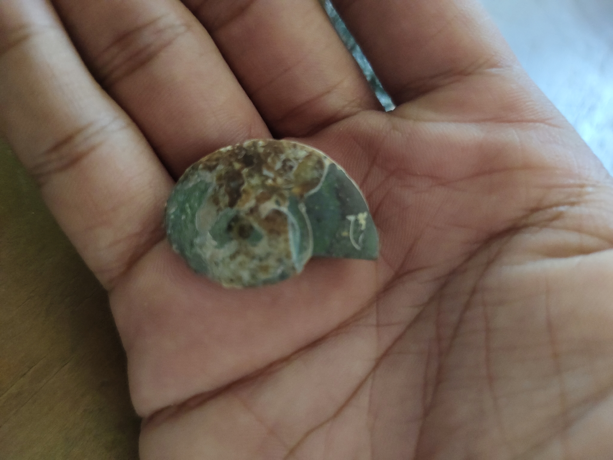 A human left hand, with a medium brown skin tone, is depicted open and palm-upwards. Resting in the center of the palm is a small, fragmented fossilized mollusk shell, approximately 3-4 centimeters in diameter. The object exhibits a spiraled structure with visible internal chambers and is characterized by mottled green, brown, and off-white coloration. The fingers are slightly curved, and the palm lines are clearly visible. The background to the left is an out-of-focus warm brown surface, possibly wood, while the upper right background is a blurred light blue and white area. The overall lighting is soft and diffuse. This scene is located in Davao City, Philippines.