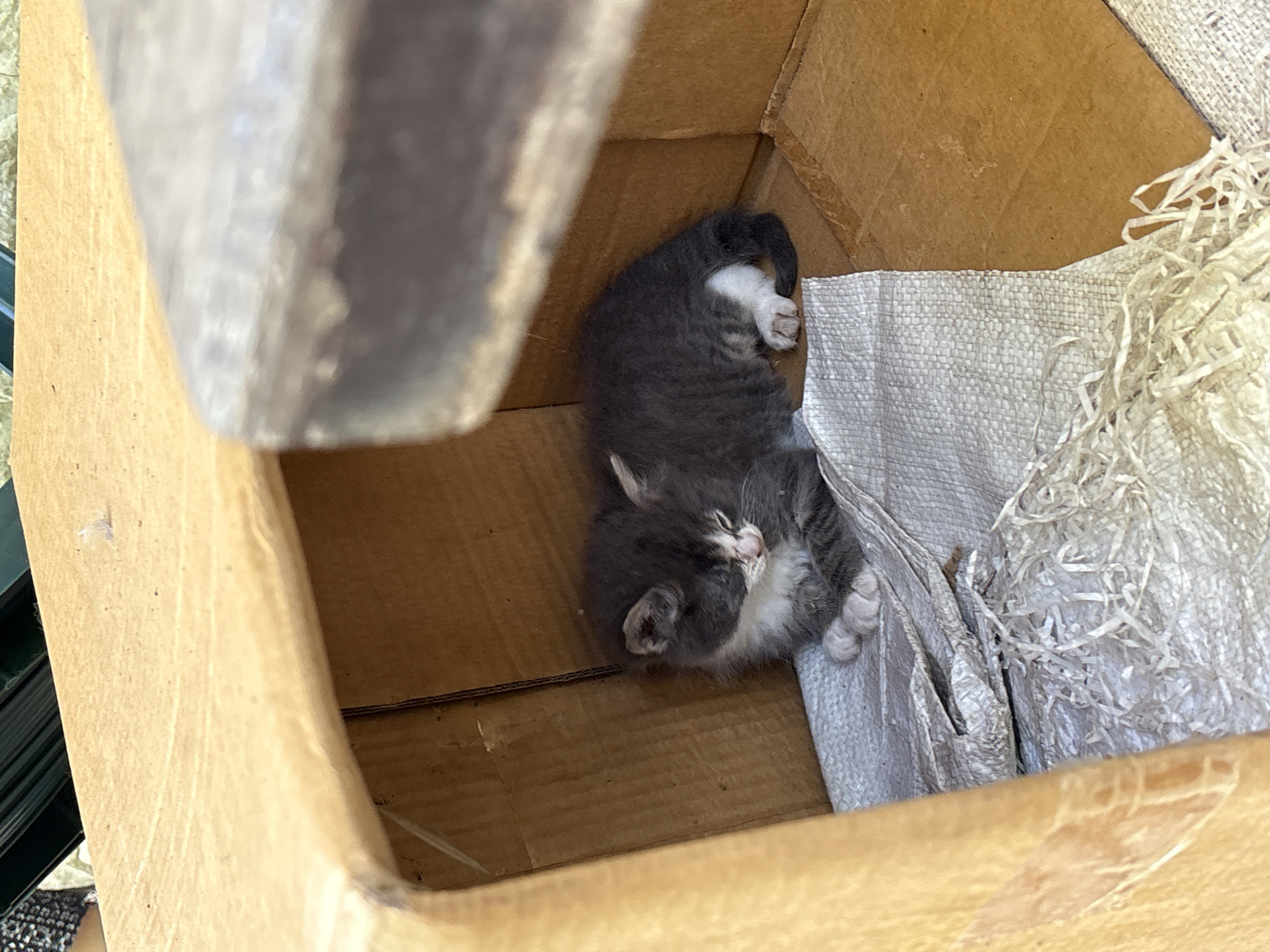 The image captures a small, gray and white kitten resting within a corrugated cardboard box in Provadia, Bulgaria. The kitten, with distinct white markings on its muzzle, chest, paws, and a patch on its hind leg, is curled tightly on a makeshift bed. Its eyes appear partially closed, indicating sleep or deep rest.
The interior of the brown cardboard box is lined with a piece of textured, white woven material, possibly a synthetic tarp or bag, upon which a quantity of shredded white paper or light-colored strips has been placed. The box itself shows signs of wear, consistent with a repurposed container.
From the upper right of the frame, a blurry, dark, and potentially metallic or wooden structure extends diagonally, partially obscuring the top edge of the box. To the upper left, a small, blurry section of what appears to be a person's arm or clothing, featuring a light-colored, possibly patterned or reflective surface, is visible, alongside a dark green object. The lighting suggests an outdoor or semi-outdoor setting during daylight hours, with shadows present inside the box. No direct human interaction with the kitten is visible within the immediate frame.