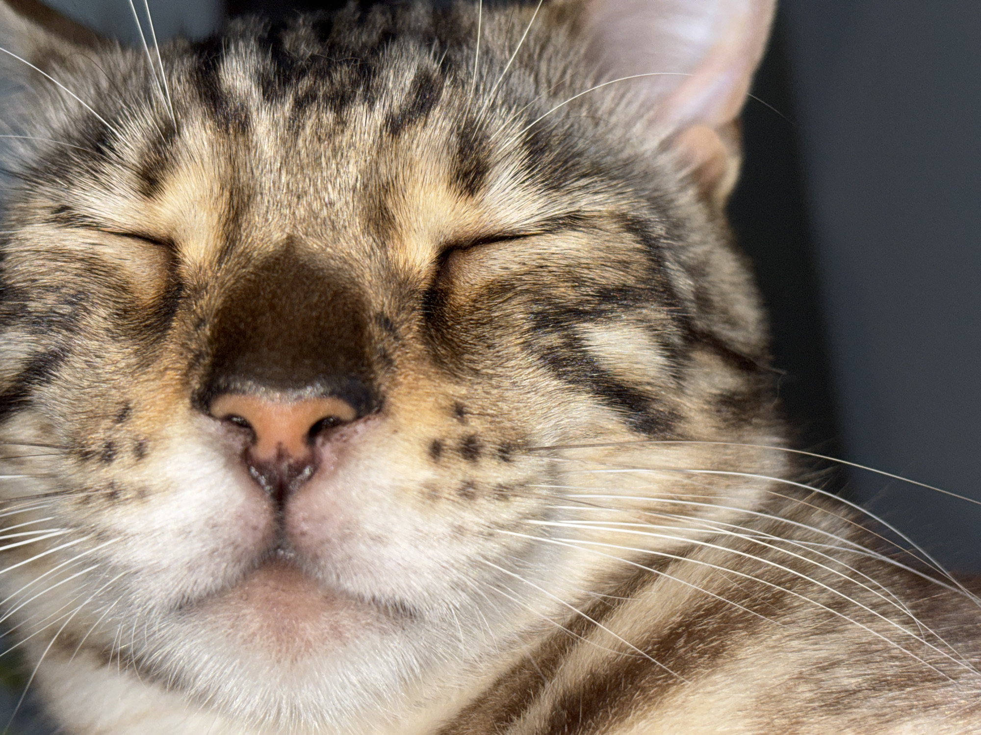 The image is a close-up photograph of a tabby cat's face, with its eyes closed. The cat has brown and black striped fur, a pink nose, and white whiskers. The background is dark and out of focus, making the cat the sole subject of the image. There is no indication of the city of Noviy, Russia, or any urban environment.