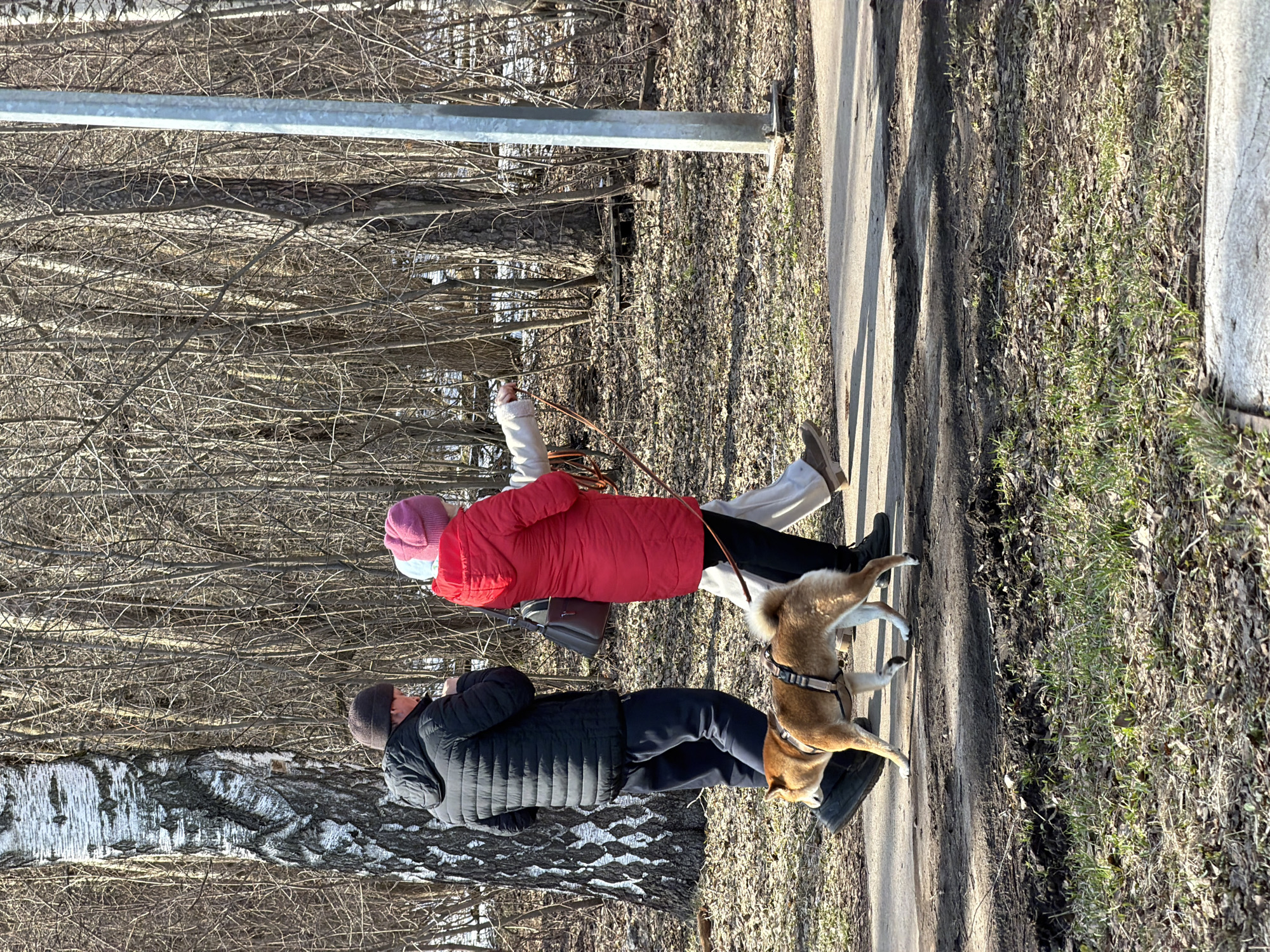 Two people, an adult male, and an adult female, walk a Shiba Inu dog on a paved path. The male, wearing a black puffer jacket and beanie, walks on the left, closer to the birch trees. The female, wearing a red puffer jacket and pink beanie, walks on the right, closer to the edge of the path. The Shiba Inu dog is on a leash between them. The environment suggests a park or wooded area, with bare trees and some vegetation along the path. The path and vegetation suggest that the picture was taken during the shoulder season: Late Winter or Early Spring. Based on the distinct white bark of the birch trees, this image was probably taken in Perm, Russia.