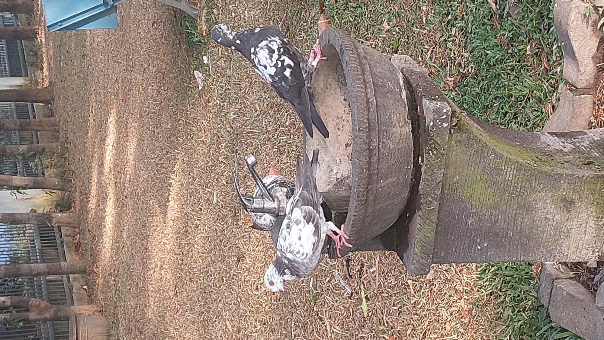 In Malang, Indonesia, two pigeons are perched on the edge of a stone birdbath. The birdbath, which is weathered and moss-covered, sits on a pedestal made of similar stone. A chrome faucet is attached to the back of the birdbath, suggesting it is a functional water source. The ground around the birdbath is covered in dry leaves and grass. In the background, trees and a fence are visible. The lighting suggests it is daytime, with sunlight casting shadows on the ground.