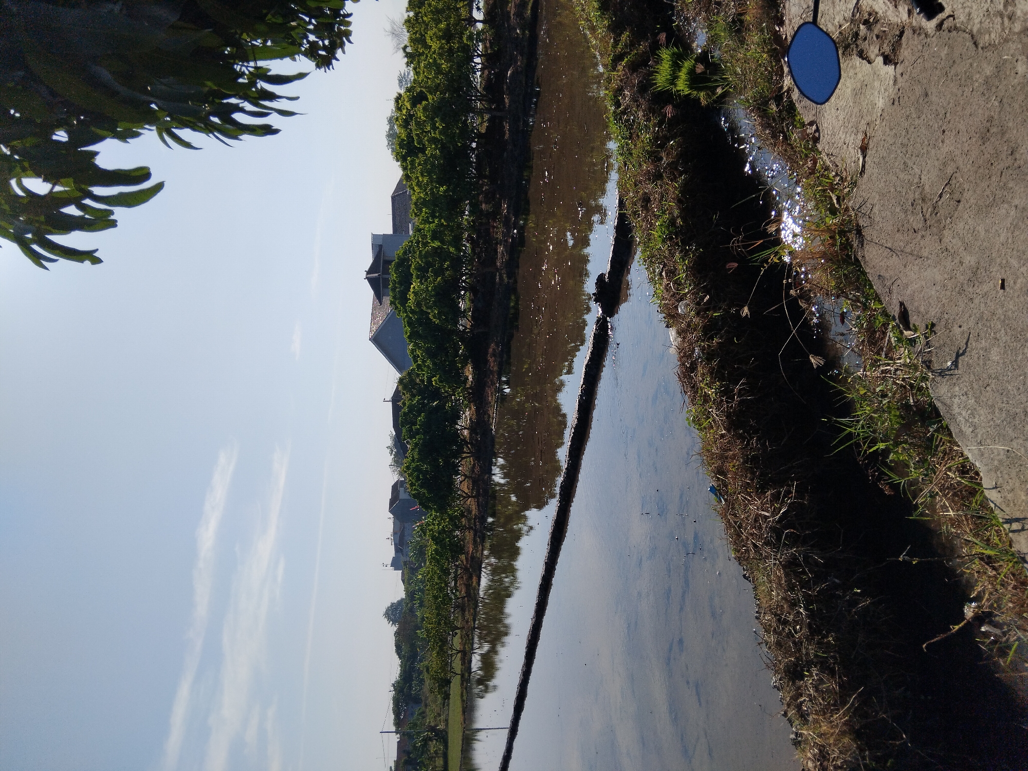 In Papahan, Indonesia, a sunlit scene unfolds with a flooded rice paddy dominating the foreground, reflecting the clear blue sky and scattered white clouds. The water's surface is disturbed by ripples, suggesting a gentle breeze. A dark, narrow ridge of earth separates this flooded section from another body of water, also reflecting the sky. Along the far edge of the paddy, a row of lush green trees stands tall, their branches laden with what appear to be ripening fruits, possibly mangoes given the context of the Indonesian landscape. Behind the trees, several houses with terracotta roofs are visible, nestled amidst more greenery. The upper right corner of the image is partially obscured by the dark green leaves and elongated pods of a tree, likely a mango tree. The ground in the immediate foreground is a mixture of dry grass, dirt, and a concrete path. A small, blue, oval object, possibly a mirror or a decorative item, rests on the concrete. The overall impression is one of rural tranquility bathed in the warm glow of daylight.