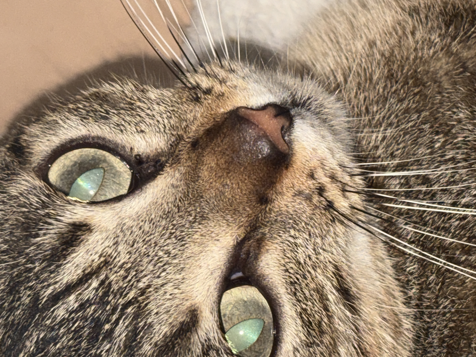 A close-up, upward-facing view of a tabby cat's face. The cat's eyes are open, and its nose and whiskers are visible. The background is blurred and light brown in color. There is no information to suggest that this image was taken in Ciudad Guayana, Venezuela. The location should not be assumed.