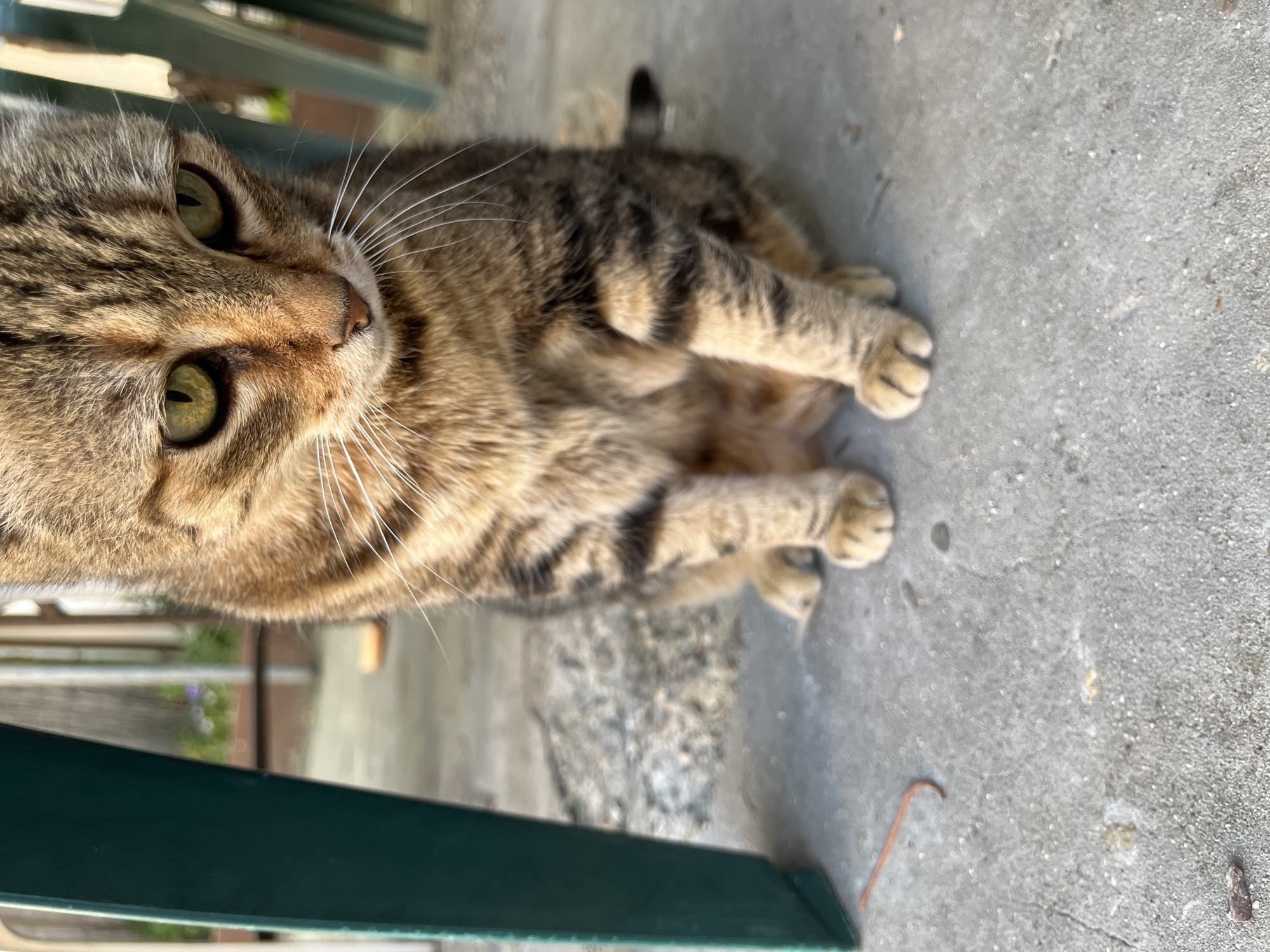 The media file shows a close-up, high-angle shot of a tabby cat lying on a concrete surface. The cat's head is in the foreground, and its eyes are a prominent green. The cat has distinctive black stripes on its brown fur. Its front paws are tucked in.
In the background, a blurred green structure, possibly a chair or table leg, is visible. Beyond that, the background is out of focus, showing hints of what could be a garden or outdoor area with some greenery and a wooden structure. The lighting suggests it is daytime, likely sunny, casting some shadows. The concrete surface appears to be an outdoor patio or walkway. The overall setting suggests a casual outdoor environment. No people are visible in the image. There is no visible text. The cat appears relaxed. The location is identified as Ruse, Bulgaria.