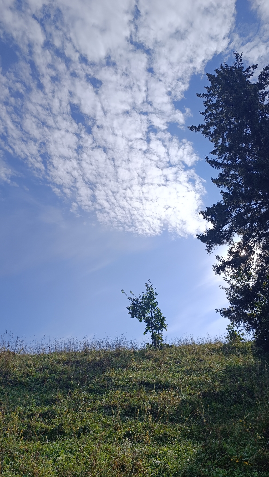 The image depicts a sunlit, grassy hillside under a bright blue sky filled with scattered white clouds. In the foreground, the hillside is covered in a dense mix of green and dry grasses and some small plants. A slender, young tree stands alone on the crest of the hill, its branches reaching towards the sky. To the right, the dark silhouette of a large coniferous tree juts into the frame from the top, its branches casting shadows. The sun is partially obscured by this tree, creating a lens flare effect. The scene is a natural landscape, likely a rural area, with no visible signs of human activity or urban infrastructure. The location in the city of Karsha, Russia, is not discernible from the visual information present in the image.