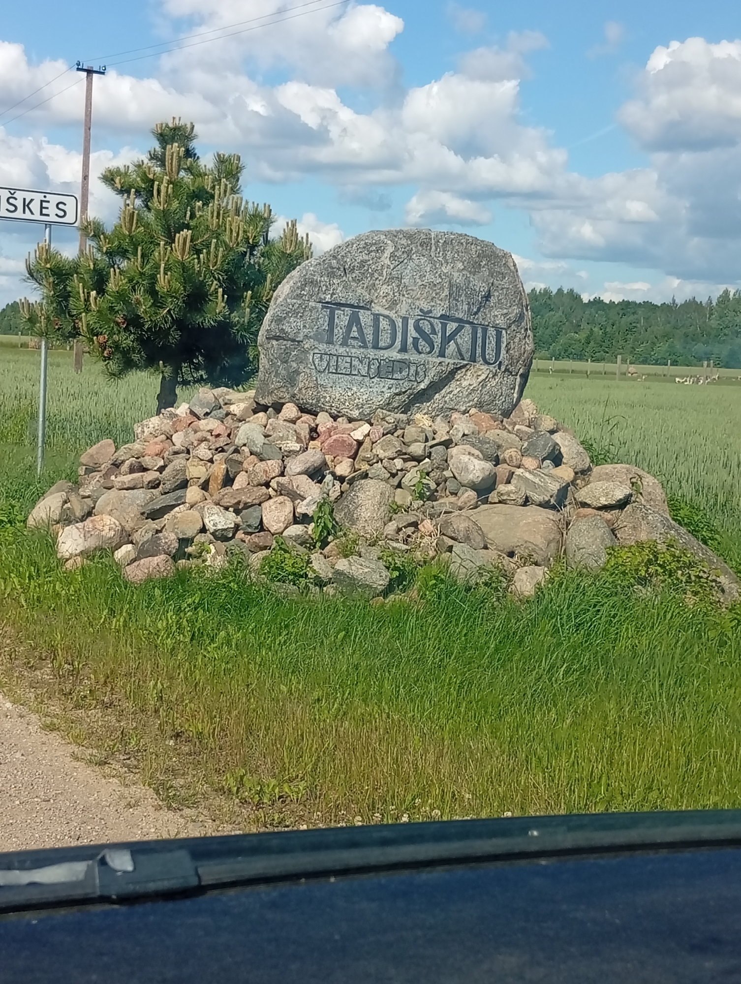 In Micaičiai, Lithuania, a large, rough-hewn boulder with "TADIŠKIŲ" inscribed in carved lettering is situated atop a mound of smaller rocks. To the left of the boulder, a young pine tree with prominent new growth stands near a utility pole. In the background, a lush green field stretches towards a line of trees under a partly cloudy sky. The scene appears to be captured from a vehicle, as a dark dashboard or car interior is visible in the foreground.