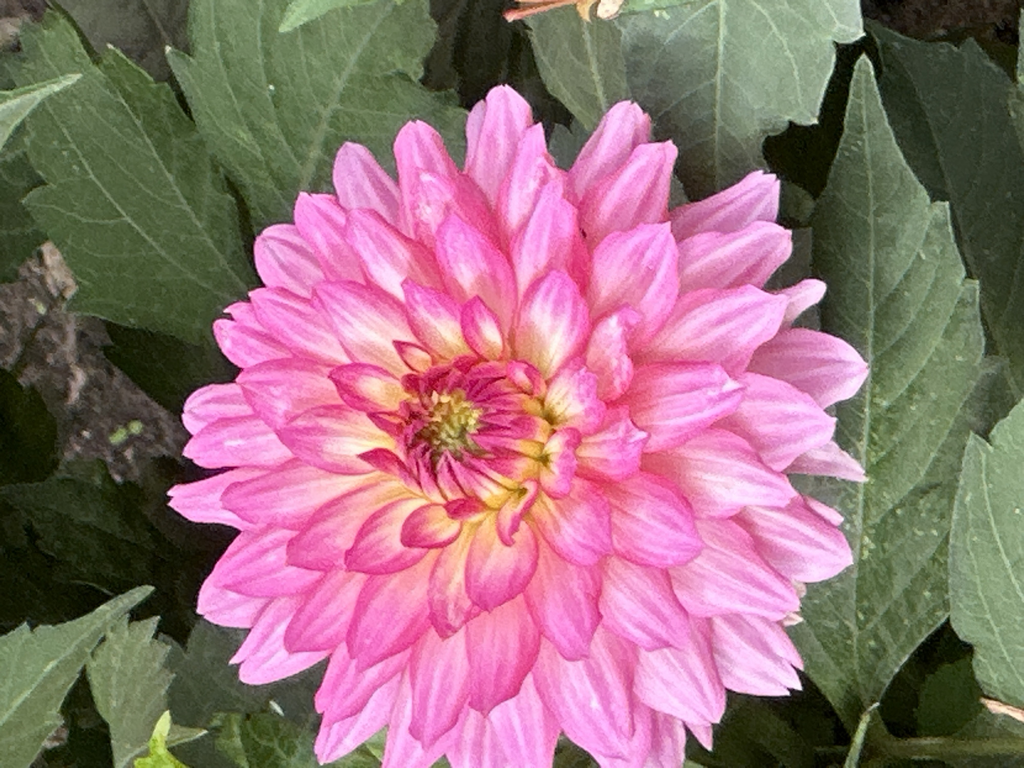 A close-up, eye-level, vertical shot showcases a vibrant pink dahlia flower with yellow-tinged centers, set against a backdrop of dark green foliage. The flower's petals are densely packed and layered, creating a full and textured bloom. The surrounding leaves are also lush and green, some blurred in the background, suggesting a garden setting. No people or specific landmarks of Podolsk, Russia, are visible in this image.