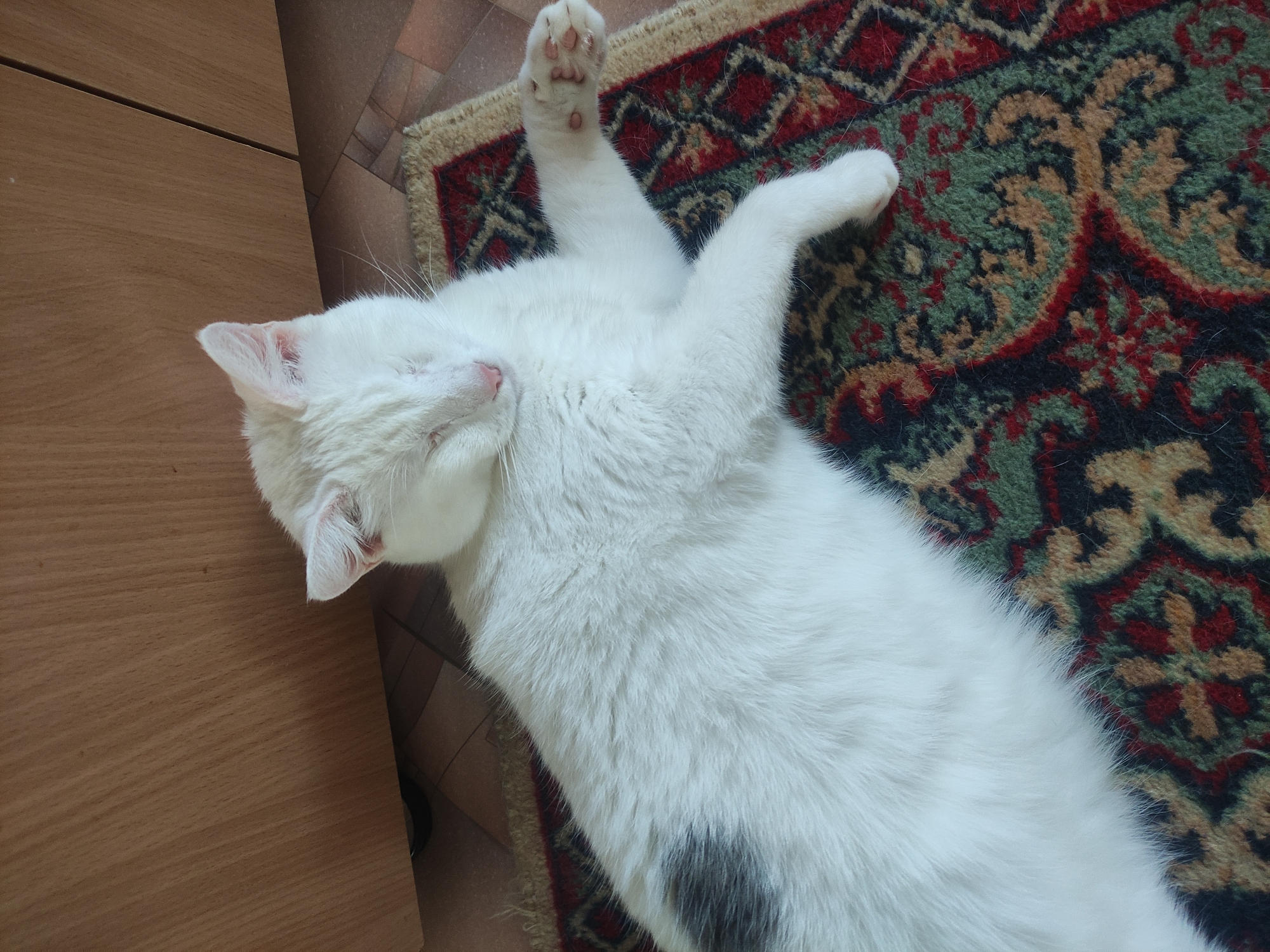 The image presents an overhead view of a white cat peacefully resting indoors. The cat is lying on its back with its paws outstretched, appearing to be asleep or deeply relaxed, indicated by its closed eyes and serene expression. Its fur is predominantly white and fluffy, with a few distinct dark grey or black patches visible on its left side/belly. Pink paw pads are visible on the raised back paw, and its nose is also pink. Long white whiskers extend from its face, and the inside of one ear has a reddish tint.
The cat is positioned on a richly patterned rug featuring a traditional design with colors such as deep red, forest green, black, and beige. To the left of the rug, a light brown wooden surface, possibly part of a piece of furniture or flooring, occupies a significant portion of the frame, showing its natural grain. A light brown tiled floor is visible in the background, peeking out from under the rug and the wooden surface. The lighting is soft and even, suggesting an indoor setting. No text is visible in the image. The scene portrays a moment of quiet relaxation within a home.