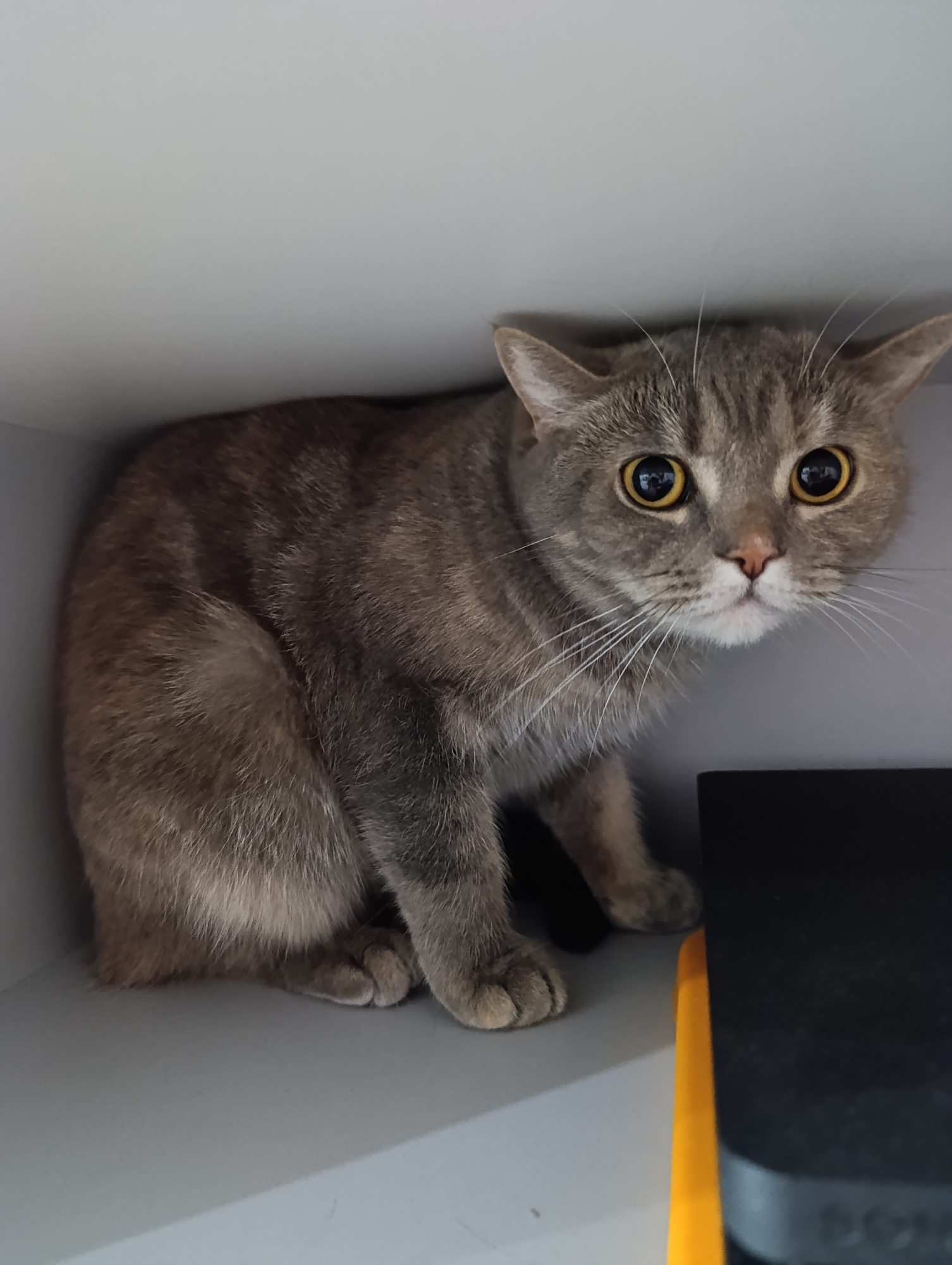 A grey tabby cat with large, round amber-yellow eyes looks directly at the viewer from within a light grey cubbyhole or shelf. The cat's fur is a mix of grey and brown tones with faint tabby stripes, and its long white whiskers are prominent. It is positioned with its body facing slightly to the left, but its head is turned forward, indicating a direct gaze. Its ears are perked, and its overall posture suggests alertness or curiosity, possibly mixed with a hint of apprehension due to its wide-eyed expression and slightly crouched stance. To the right of the cat, a dark object, possibly an electronic device or a box, is partially visible, featuring a bright orange trim along its side. The lighting is soft and even, typical of an indoor environment. The scene takes place in an indoor setting, and no specific time of day or weather conditions can be discerned from the image. There is no visible text. The location context provided is Chaikovsky, Russia.