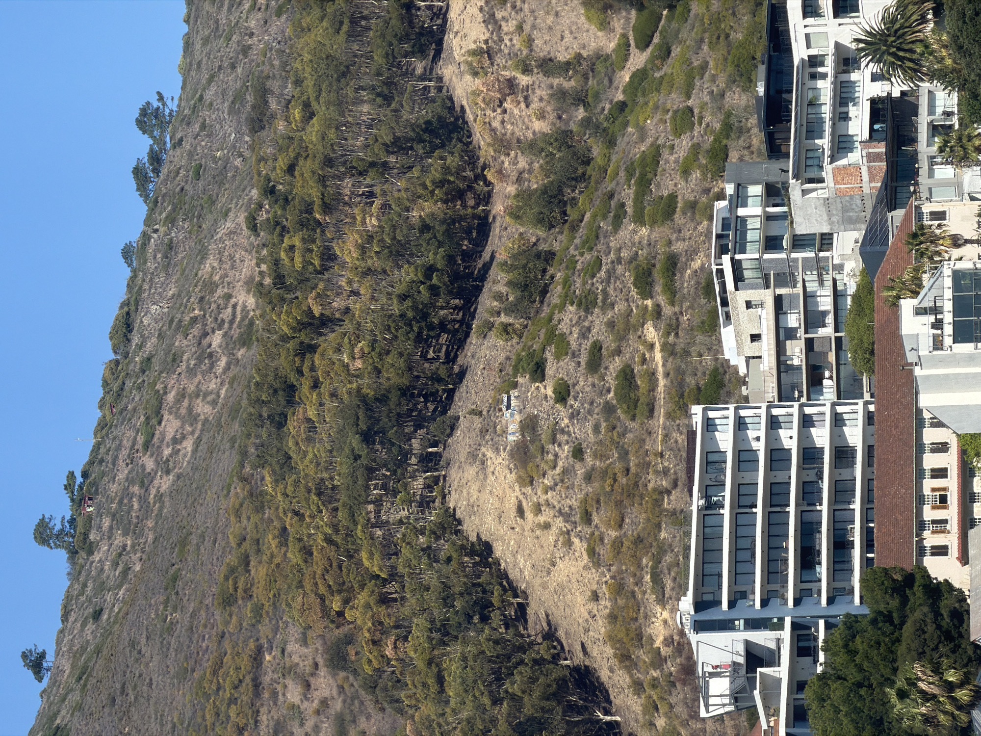 This photograph depicts a hillside landscape adjacent to a building in Cape Town, South Africa. The hillside is covered in sparse vegetation and trees. To the right of the image are modern buildings of various heights, some with visible balconies and architectural features. The sky is a clear blue. There are no people visible.