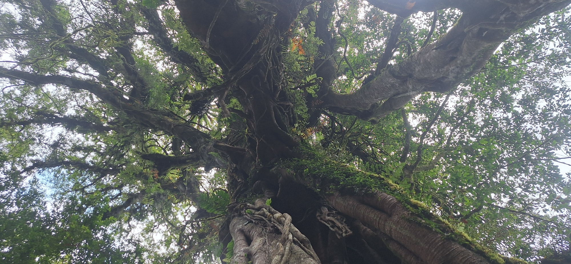 The image, taken in Baturiti, Indonesia, is an upward-looking shot of the canopy of a large, ancient tree with intricate roots and branches. The tree is covered in moss and ferns, with lush green foliage filling the frame and obscuring the sky. The perspective emphasizes the massive scale and gnarled texture of the tree's structure.
