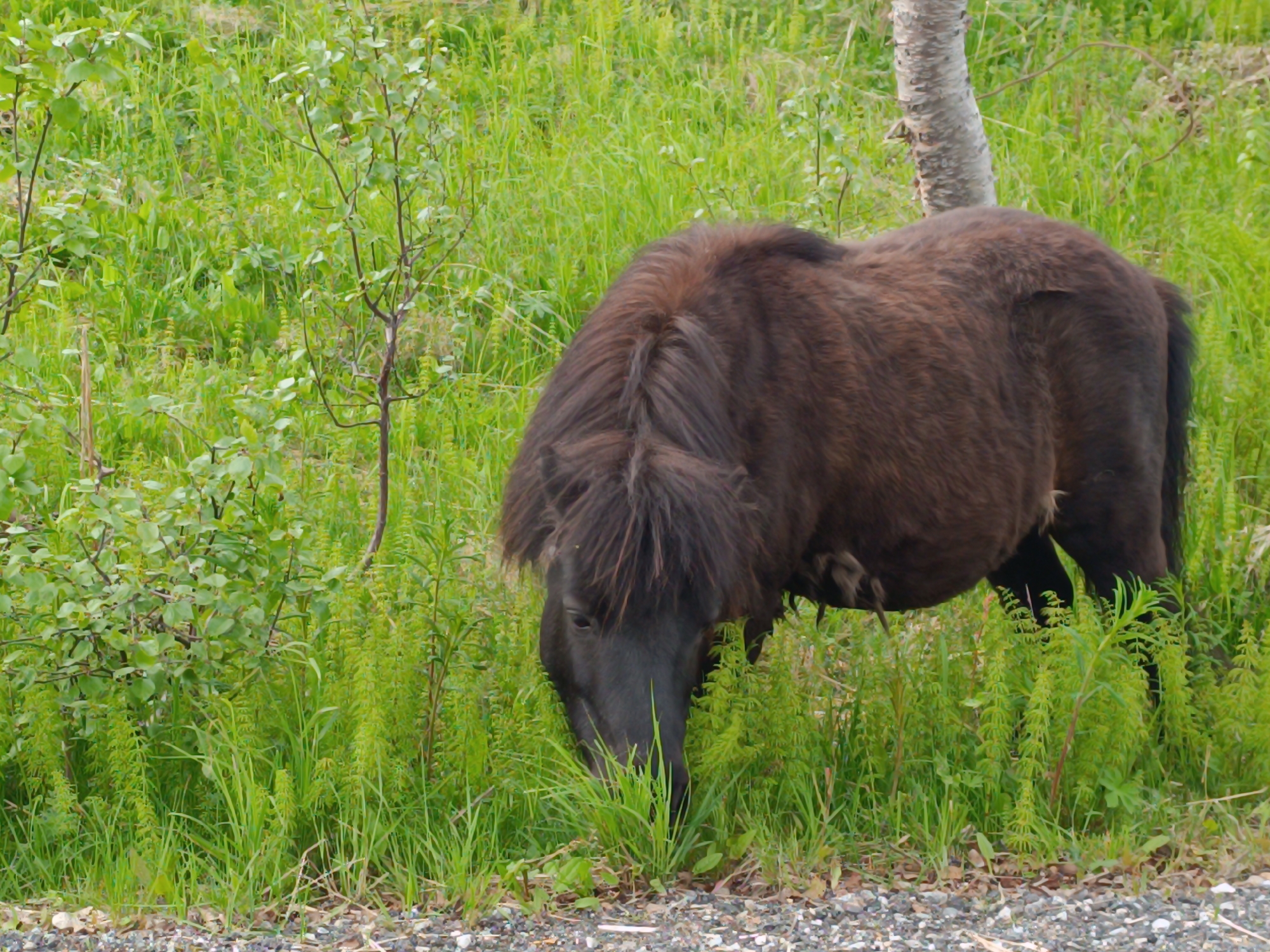 A brown pony grazes in a grassy field in Hovden, Norway. The pony is facing to the left, with its head down towards the grass. Its mane is long and shaggy, covering its face. A tree trunk is visible behind the pony to the right. The grass is tall and green, with some smaller plants and bushes interspersed. The ground in front of the pony is covered with small stones and gravel. The overall scene is natural and serene.