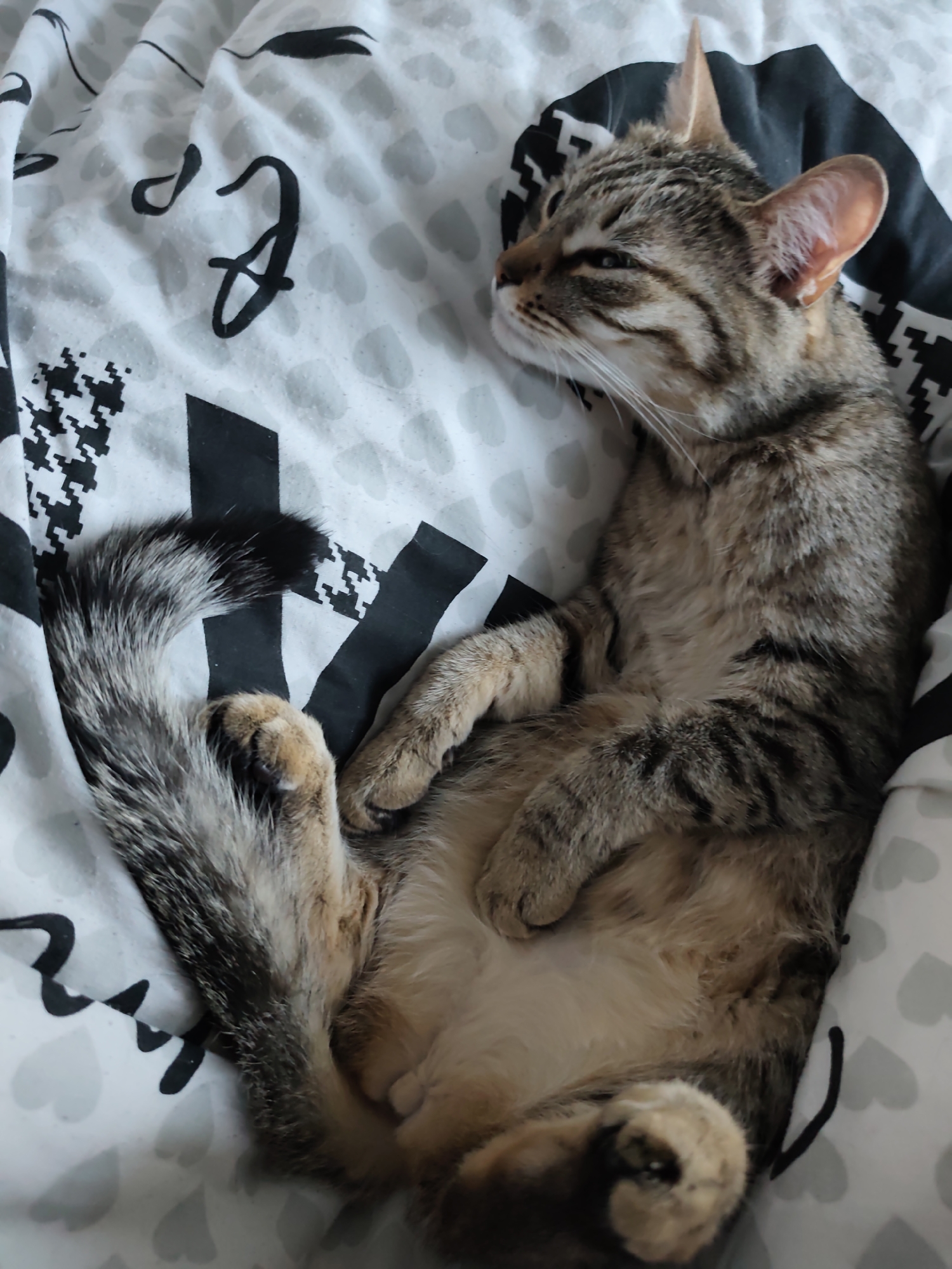 A medium-shot captures a tabby cat in repose on a bed with black and white patterned sheets. The cat is lying on its back, with its paws curled near its belly. The tail is curled around towards the lower left of the frame. The cat's head is turned to the right, its eyes partially closed. The scene's location cannot be determined from the image, and there is no indication it is in Chaikovsky, Russia.