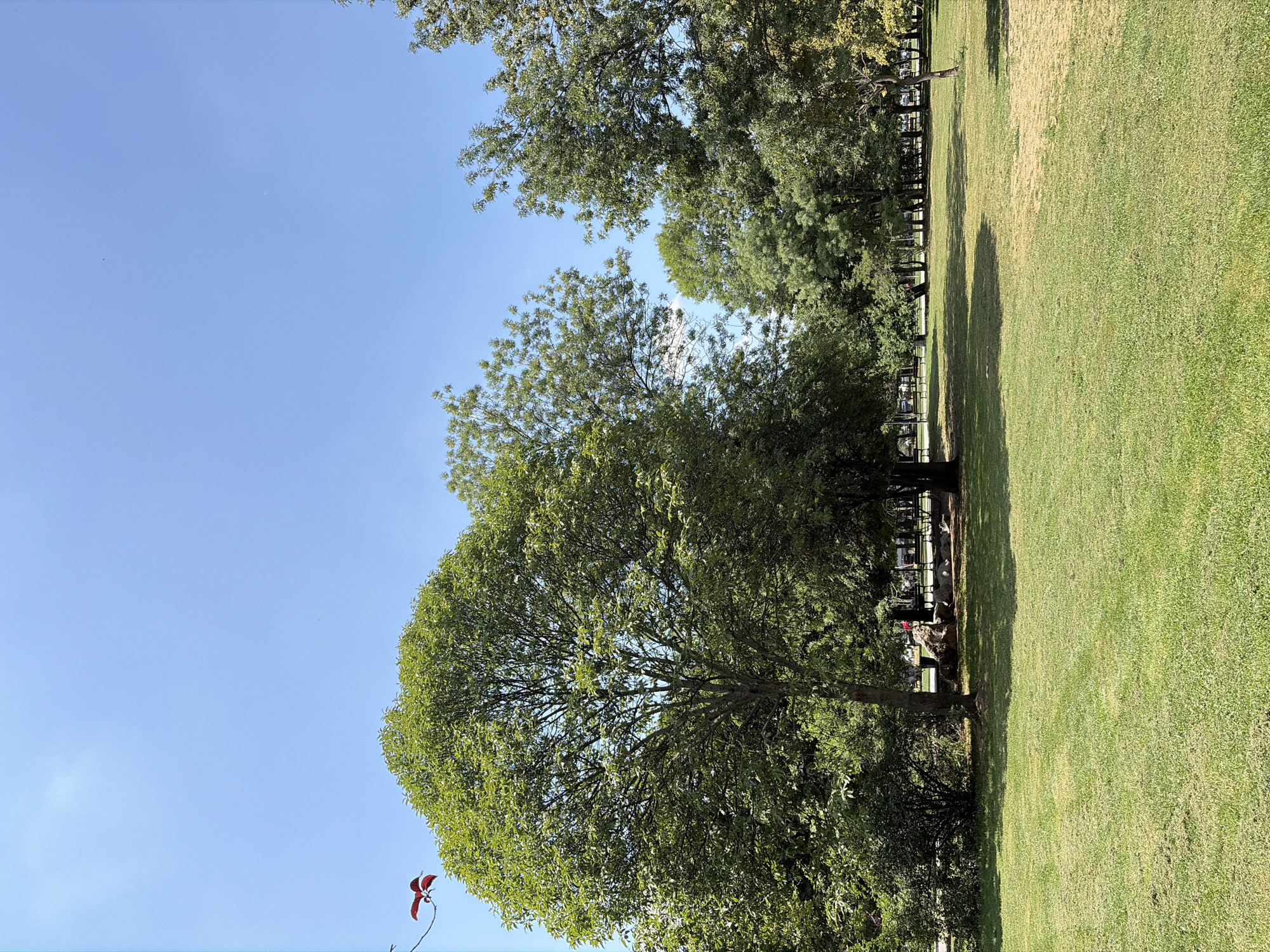 The image shows a bright, sunny day in a park. The sky is clear and blue with a few faint white clouds. In the foreground, there is a large expanse of green grass, some areas of which appear slightly dry or yellowed. Several trees are visible, with lush green foliage. One large, round tree dominates the left side of the frame, while other trees are clustered in the background. Some are tall and slender, while others are broader.
In the middle ground, there are hints of human activity. Benches and possibly picnic tables can be seen under the shade of the trees, suggesting a recreational area. There are a few people scattered throughout the park, some appearing to be sitting or walking. A large rock or natural feature is visible near the base of a tree in the middle ground. On the far left, a branch with a few bright red leaves extends into the frame from the upper left corner.
This scene is consistent with a park in Sofia, Bulgaria, likely during the spring or summer months given the vibrant green of the trees and the clear blue sky. The presence of well-maintained grassy areas, mature trees, and public seating indicates a typical urban park environment.