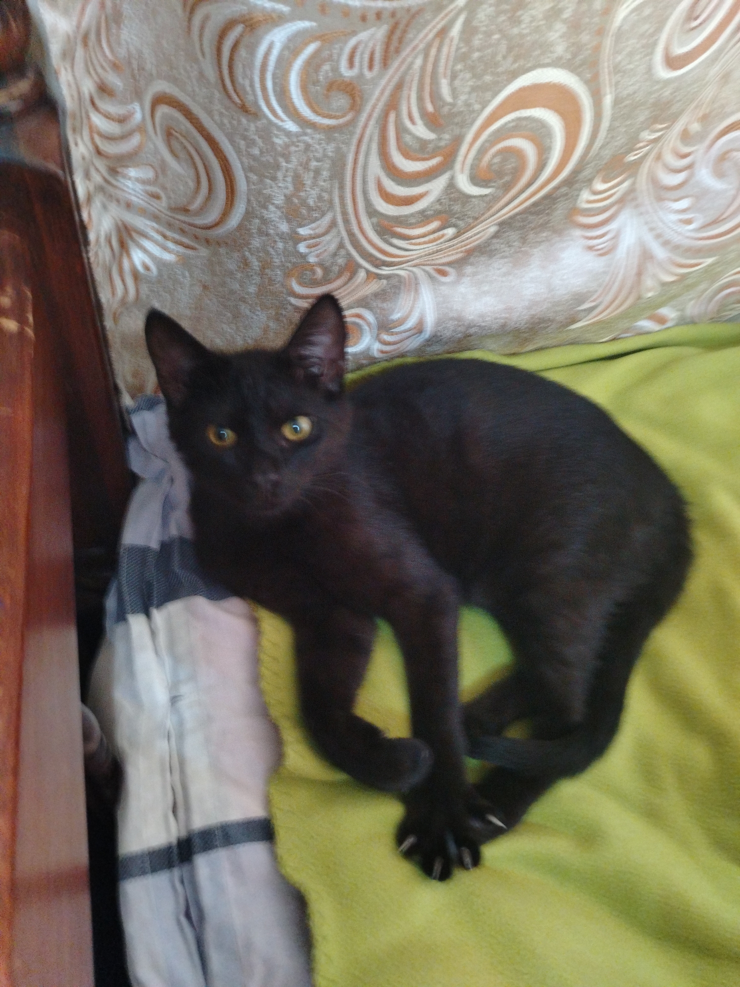 A medium-shot photograph depicts a black cat lying on a light green blanket. The cat has yellow eyes and is facing the camera. Its front paws are crossed and its claws are visible. A pillow with a swirl pattern is behind the cat. To the left of the cat is a striped, beige and gray cloth. The photograph was likely taken indoors. The location in the city of Al Mas'oudi, United Arab Emirates, cannot be determined from this image.