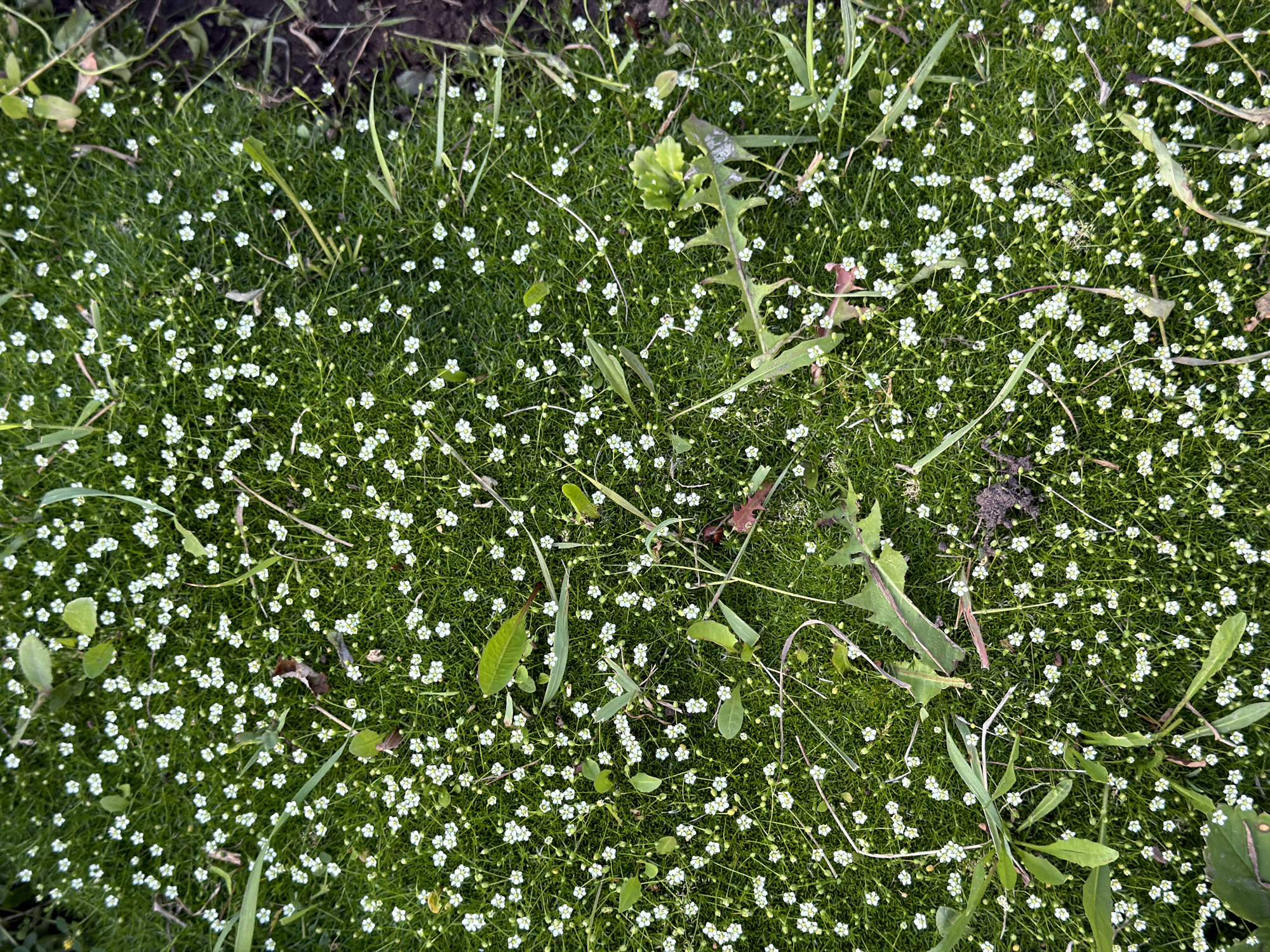 This is an overhead, high-angle, close-up shot of a patch of ground covered in dense, green moss and numerous tiny white flowers. The flowers are clustered together, creating a carpet of white against the vibrant green. Some green grass blades and a few larger leaves, possibly from a dandelion, are interspersed throughout the scene. The ground appears somewhat uneven, with hints of darker soil visible in places. The lighting suggests it is daytime, and the overall impression is one of natural, wild growth. There is no visible text. The location is Plamya, Russia.