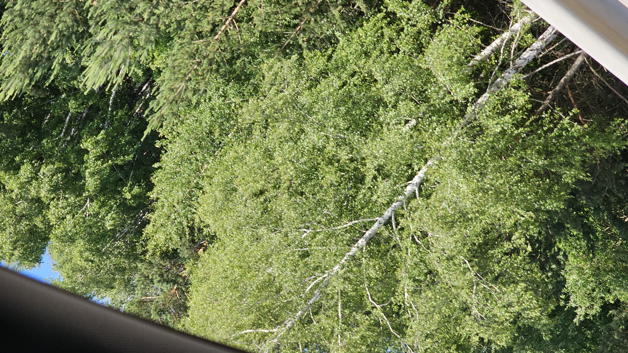 This is a media file that appears to be a photograph taken from inside a vehicle looking out at a dense forest. The main subjects are the trees, which are predominantly deciduous with lush green foliage. Some coniferous trees are also visible, particularly on the left side of the image. Several birch trees with their characteristic white bark are interspersed among the other trees, with one prominent birch branch extending diagonally across the frame. The image is taken from a low angle, looking upwards into the canopy of the trees.
The scene suggests a daytime setting with bright sunlight filtering through the leaves, creating dappled light and shadow patterns. The weather appears to be fair, with a clear blue sky visible in some small patches between the branches. The view from inside the vehicle is indicated by the dark, curved shape of the car's interior along the bottom left edge of the image and a lighter, possibly white, structure along the top right edge, which could be part of the vehicle's body or a roof.
There are no people or obvious objects other than the natural elements of the forest and the suggestion of the vehicle. No specific activity or event is taking place; it appears to be a static shot of a natural landscape. The location context provided is Pervouralsk, Russia, which aligns with the presence of mixed forest types. There is no visible text in the image. The overall mood is peaceful and natural, highlighting the beauty of a sunlit forest.