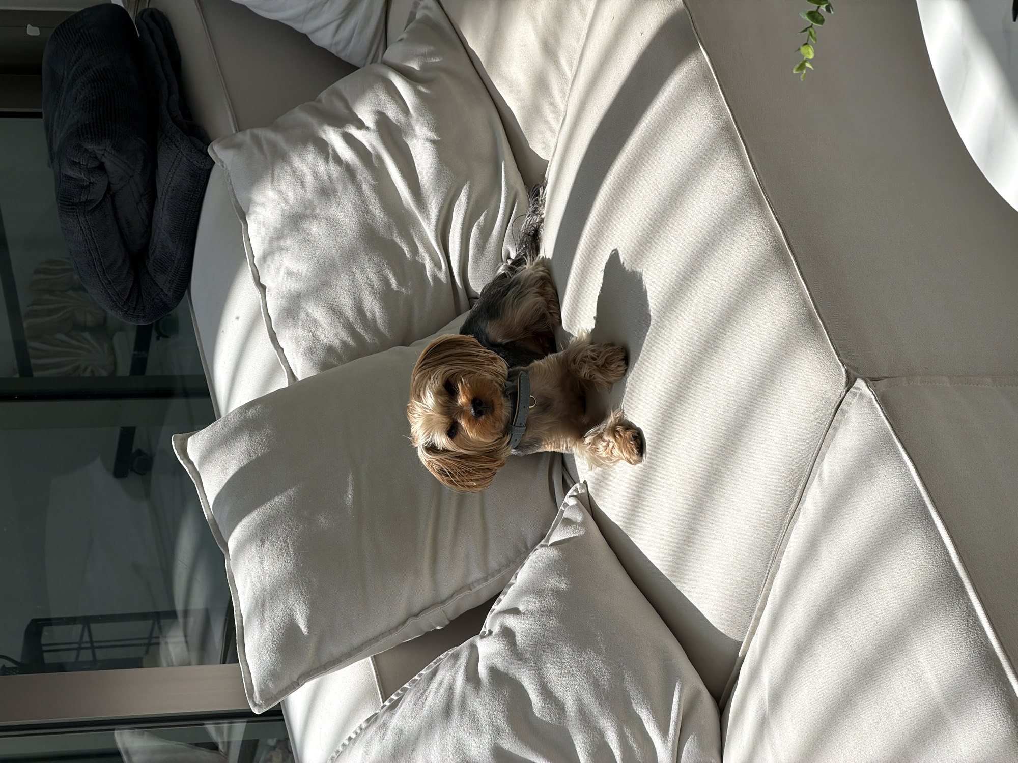 A small Yorkshire Terrier dog sits on a light-colored sectional sofa, bathed in sunlight that casts striped shadows across the cushions. The dog, wearing a grey collar, is positioned in the center of the frame, facing forward with its paws resting on the seat. Large, pale grey throw pillows are arranged behind and to the sides of the dog. In the background, a dark grey blanket is folded on the top section of the sofa. Large glass doors or windows are visible behind the sofa, reflecting light and a view of what appears to be an outdoor space with some furniture. The scene is indoors, likely a residential setting.