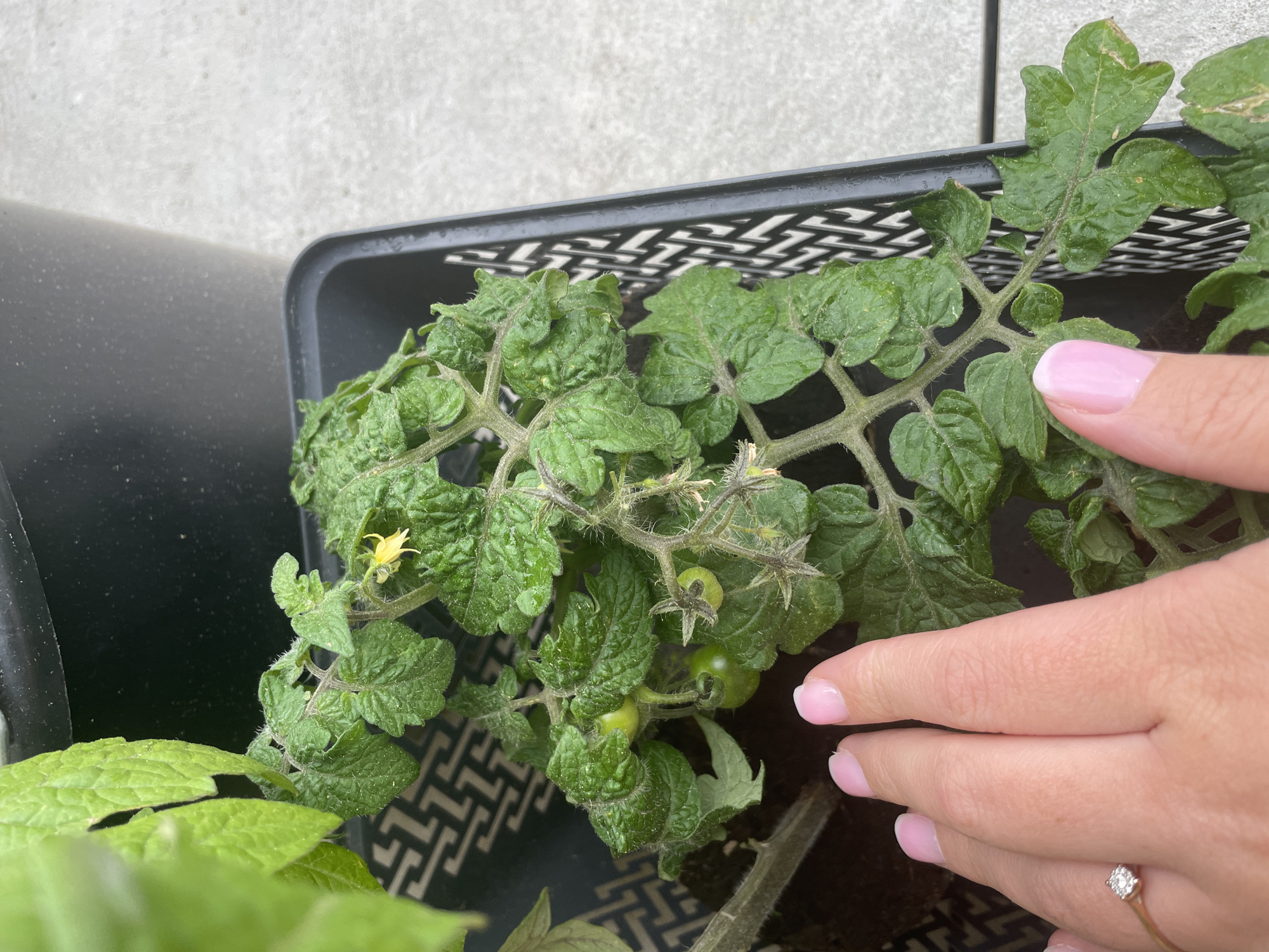 A high-angle, close-up shot shows a tomato plant growing in a black plastic container. The leaves of the plant are green and somewhat curled, indicating potential stress or nutrient deficiency. There are small green tomatoes and yellow flowers visible on the plant. A person's hand with pink painted nails and a diamond ring is partially visible, seemingly touching the plant. The container appears to be placed outdoors against a light gray wall.