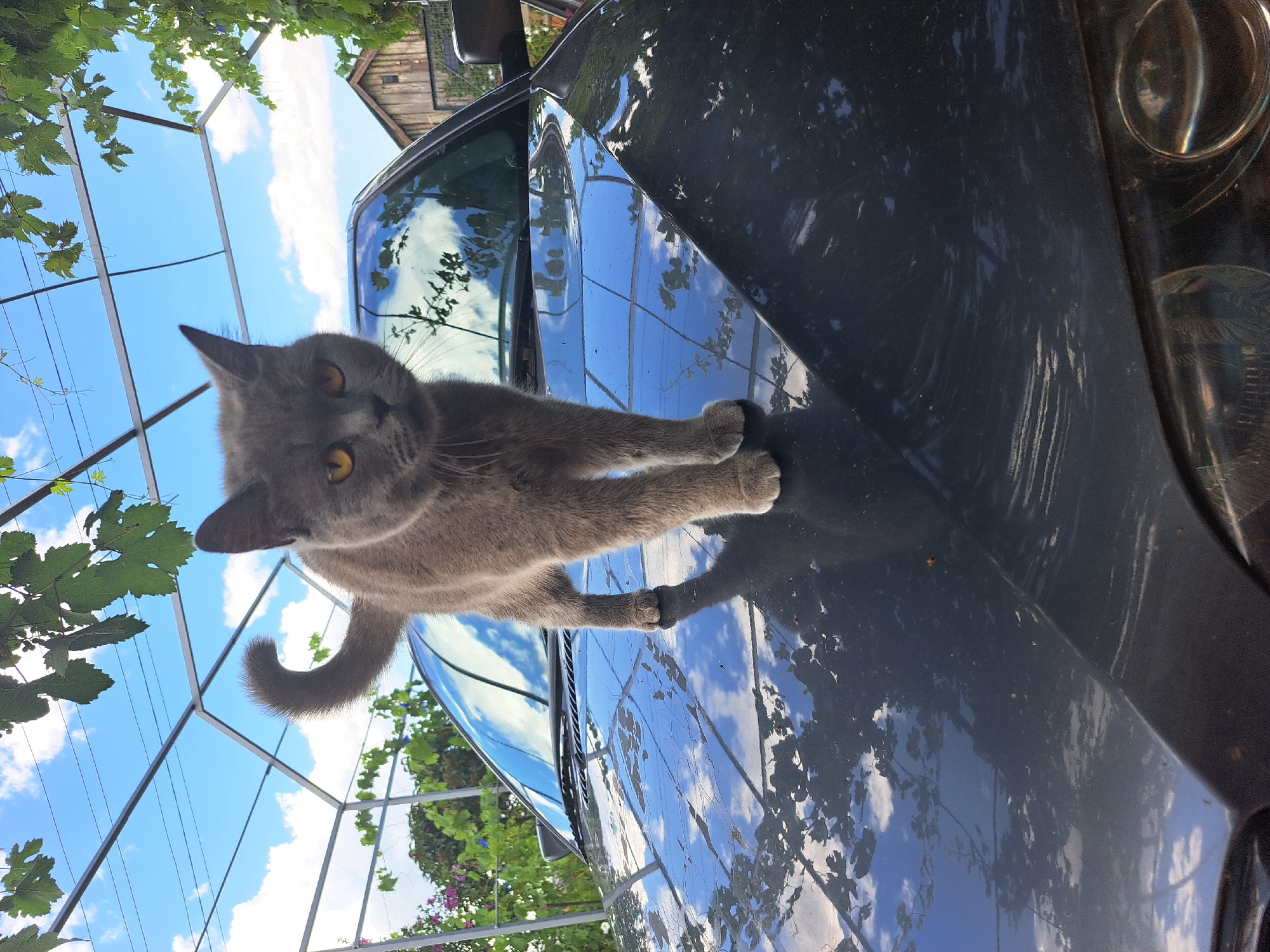 A grey cat stands on the hood of a dark-colored car in Vypasne, Ukraine. The cat is facing the camera with yellow eyes and its tail curled upwards. The car's hood reflects the blue sky with white clouds and green foliage from overhead vines. A metal structure, possibly a greenhouse frame, is visible above the cat and car. In the background, a wooden building with a sloped roof can be seen. The scene is set outdoors during the daytime.