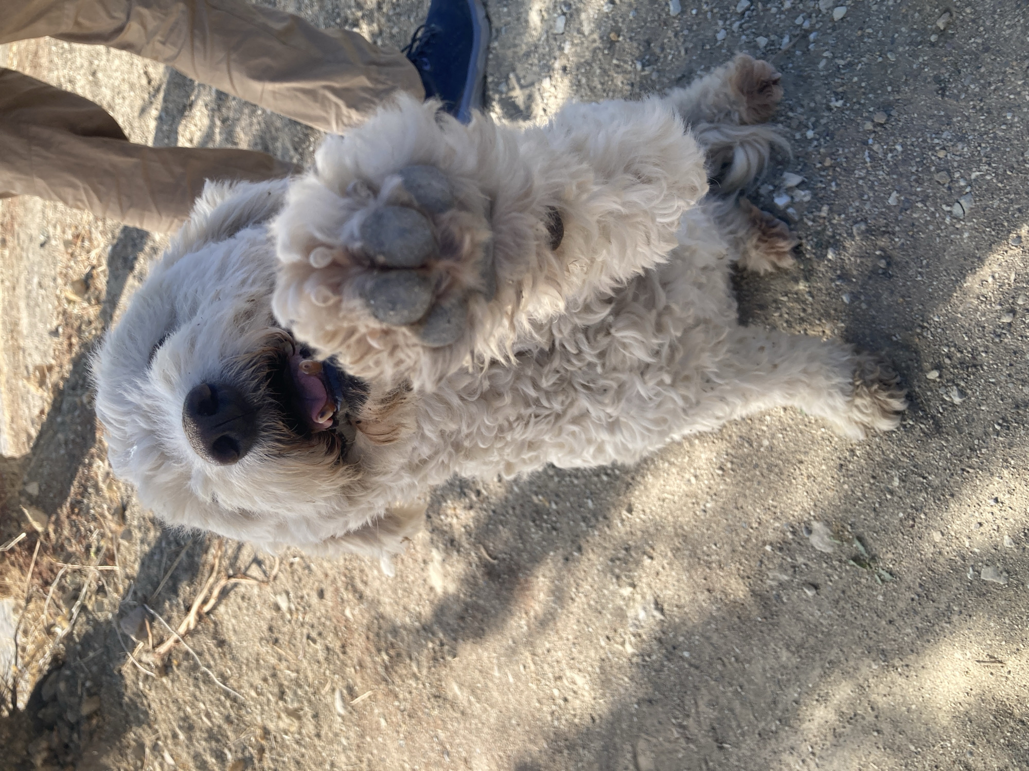 A light-colored, fluffy dog is captured from a low angle, its face partially obscured as it raises its front paw towards the camera. The dog's mouth is open, revealing its tongue and teeth. Behind the dog, the lower legs of a person wearing brown pants and a blue athletic shoe are visible, suggesting the dog is interacting with someone. The ground is covered in dry dirt, gravel, and scattered twigs. Sunlight casts shadows across the ground, indicating an outdoor setting. The scene appears to be an unpaved area within Avanos İlçe Merkezi, Turkey, likely a park or a trail given the natural ground cover and the presence of a person and dog.