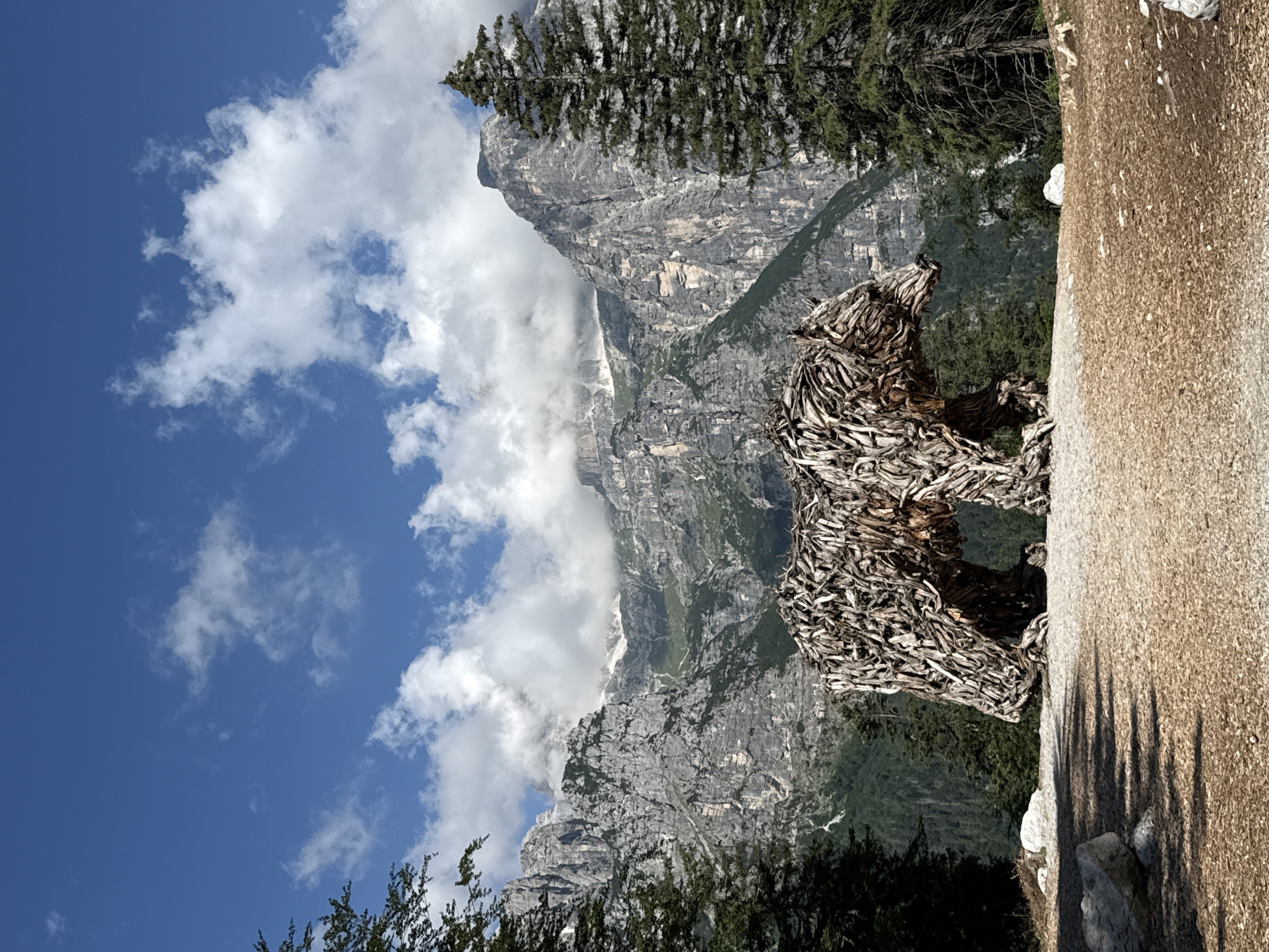 This is a full-shot, outdoor, vertical photograph taken on a sunny day with scattered clouds. In the foreground, a large sculpture of a bear made from driftwood stands on a gravelly surface. The bear is positioned to the left of the frame, facing right, with its mouth open. Behind the bear, a dense forest of green trees covers the lower slopes of a majestic, rocky mountain range. The mountains are imposing and jagged, with patches of snow visible at their peaks and some mist clinging to their upper reaches. The sky above is a vibrant blue, punctuated by fluffy white clouds. This sculpture is located in the town of Molveno, Italy, in the Trentino region.