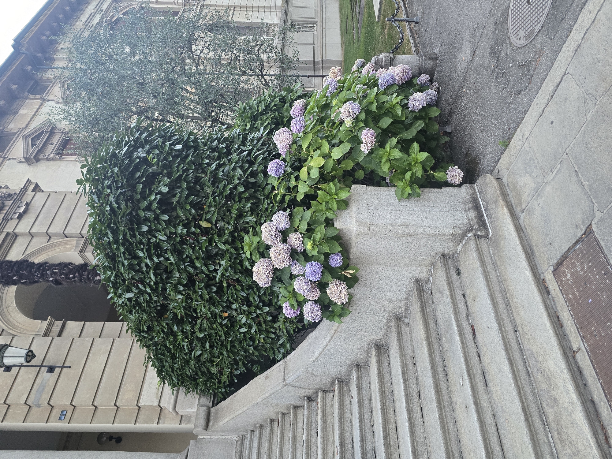A concrete staircase with a stone railing ascends to the left of the frame. Hydrangea bushes with clusters of pink and purple flowers bloom in front of a large, dense green hedge. Behind the hedge, an olive tree with silver-green leaves stands to the right of a building with classical architectural features. The building is light-colored with decorative elements and arched windows. The ground is paved with asphalt and stone. A metal manhole cover is visible on the right side of the frame. The scene appears to be an exterior view of a building, possibly in a park or garden setting, in Locarno, Switzerland.