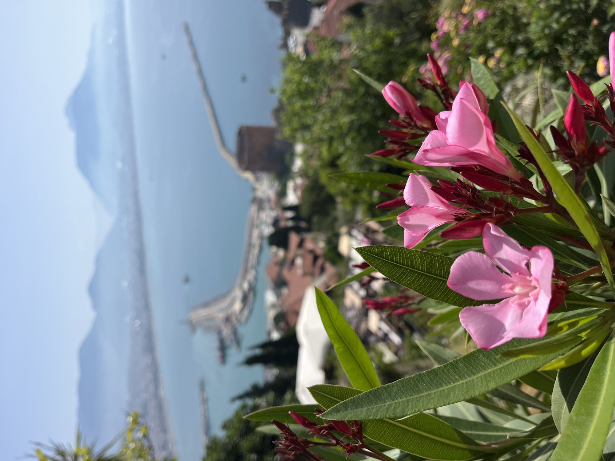 The image is a medium shot of pink flowers in the foreground, with the city and harbor of Alanya, Turkey in the background. The harbor is bisected by a long pier. The sea is calm. The sky is clear. A promontory rises in the distance.
