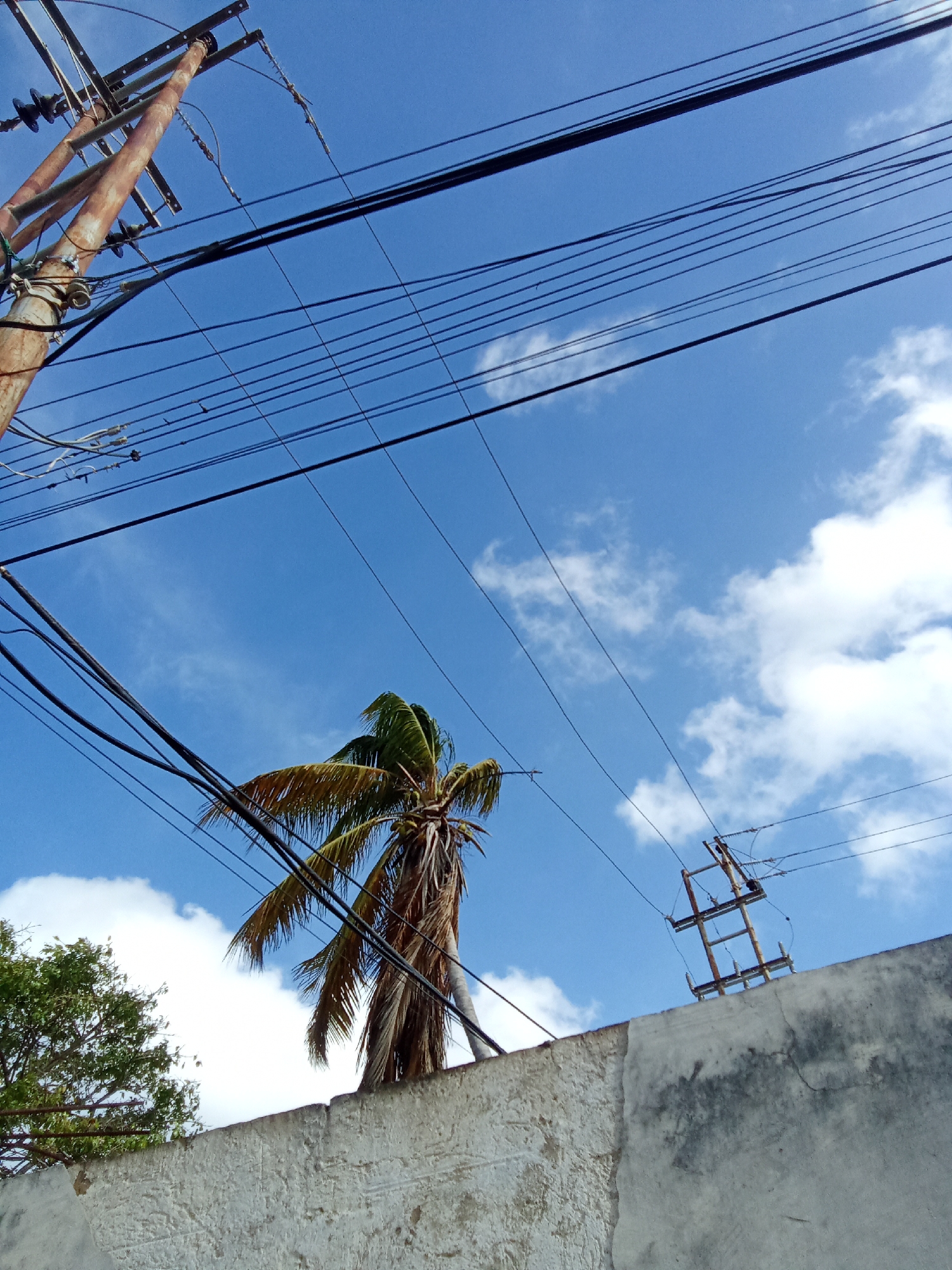 The image depicts a typical urban scene in Juan Griego, Venezuela, characterized by a mix of infrastructure and natural elements. In the foreground, a weathered concrete wall runs horizontally across the bottom of the frame, exhibiting a textured surface with visible wear and discoloration. Above the wall, a palm tree rises, its fronds swaying slightly. To the left of the palm tree, there's a glimpse of another tree with green foliage. Overhead, power lines crisscross the sky, creating a web of black cables against the backdrop of a partly cloudy blue sky. Two rusted utility poles are visible; one is in the top left corner and the other on the top right corner. The overall scene suggests a common street view within the city.