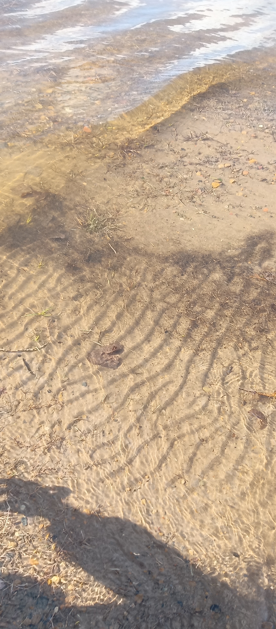 Here is a description of the image:
The image shows a close-up view of shallow water at the edge of a sandy shore. The water is mostly clear, revealing ripples in the sand underneath and small pieces of debris scattered on the sand and in the water. A shadow of a person's legs and feet is visible in the lower part of the image. The location appears to be a natural environment, potentially a lake or river shoreline.