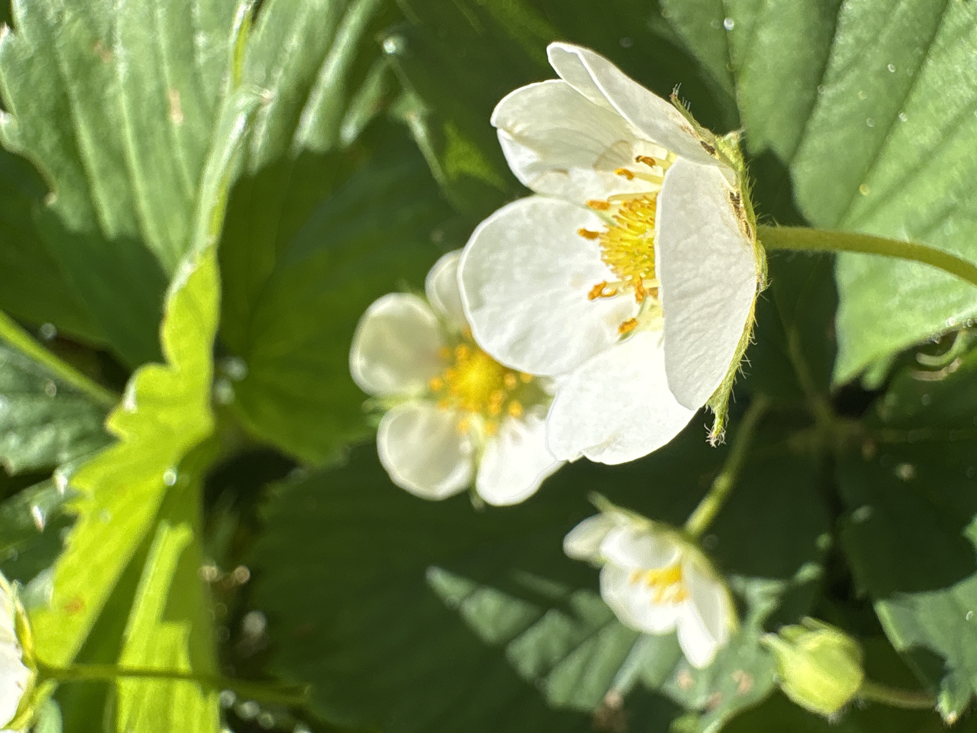 This image depicts a close-up of white strawberry blossoms and foliage, set in the city of Italmas, Russia. In the foreground, positioned bottom-right, a single white flower is in sharp focus, displaying five ovate petals and a prominent yellow center composed of numerous stamens. The flower's stem is green and appears slightly hairy. Behind this primary subject, another white strawberry blossom is visible in soft focus, similarly featuring a yellow center. To the lower left, a third, smaller, out-of-focus white flower is partially obscured, and below it, a tightly closed, light green bud is present on its stem. The background consists of various green strawberry leaves, exhibiting a range of focus from soft blur to discernible serrated edges and textures. Some leaves show bright highlights from direct sunlight, and small water droplets or dew are visible on several surfaces. Shadows are cast by the upper foliage onto leaves below. No human figures or man-made objects are discernible. The scene is illuminated by strong natural light, indicating an outdoor environment.