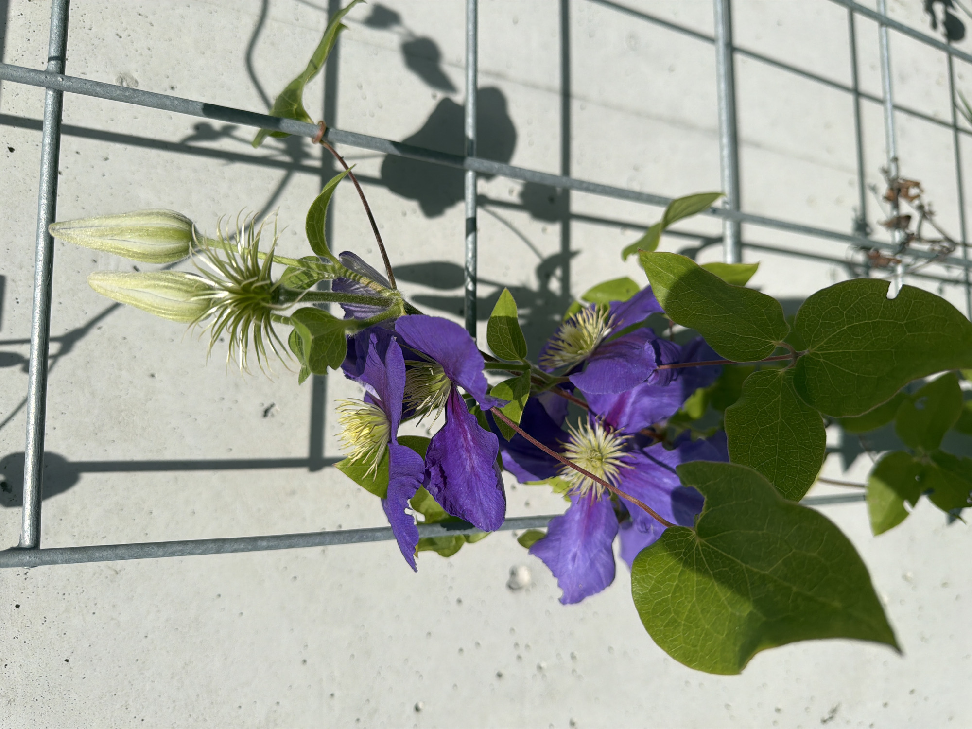 A close-up, vertical shot shows purple clematis flowers and buds climbing on a metal trellis against a textured, light-colored concrete wall. The flowers are deep purple with yellow centers and delicate stamens, while the buds are pale green and elongated. Lush green leaves are interspersed among the blooms and buds. Shadows of the plant and trellis are cast on the wall. The scene appears to be outdoors in daylight, suggesting a garden or landscaped area in an urban setting, though the specific location is unknown.