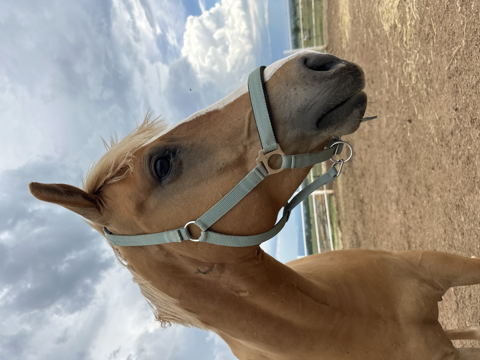 This image shows the head and neck of a tan horse in a sandy outdoor arena. The horse is wearing a light blue halter. The background features a white fence, some dried grass, and a cloudy sky with patches of blue. The image appears to have been taken in Voynegovtsi, Bulgaria, likely at a stable or equestrian facility.